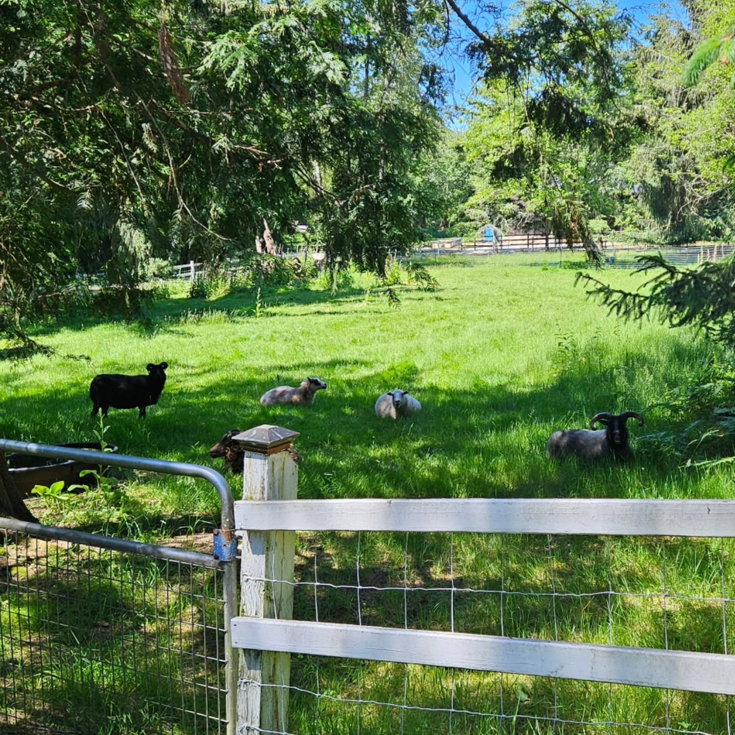 The grass seed we planted a couple years ago is doing really well this year, and the sheep are being smart about staying cool in the long grass. It got up to the mid-80s today, so they definitely needed the refuge.
.
#icelandicsheep #shetlandsheep #woolfarmer #supportyourlocalfarmer