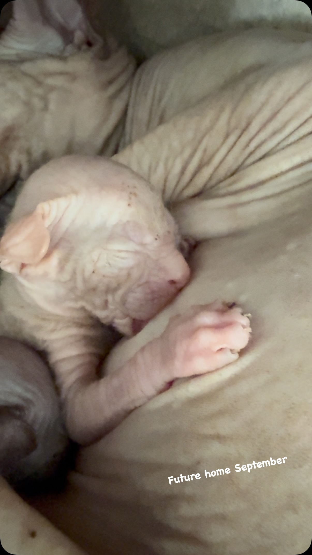 Milk drunk and completely content 🥹🩷
#kittensofinstagram #hairlesscats #donskoy #newbornkittens #nakedcats