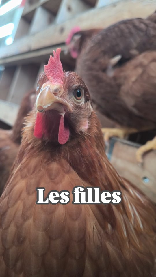 Les poulettes sont in the town! 🐔