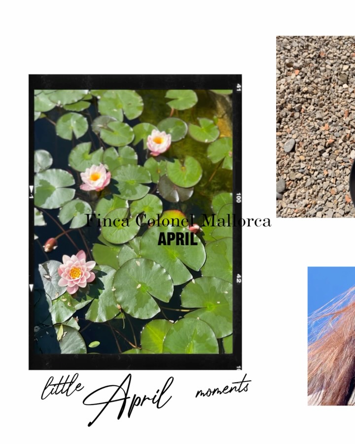 Bevor der Monat Mai auch schon vorbei ist, hier noch schnell der April Post 😅. Der Schnell durchlauf der letzten Wochen ab heute in den Stories
Unser April
Die Artischocken sind reif.
Die ersten Mispeln auch.
Der Jasmin beginnt langsam zu blühen - oh dieser Duft
die Rosen wachen auch langsam wieder auf.
Die Seerosen sind da in voller Pracht
Die Grillsaison startet.
Die Abende werden länger.
Und überall merkt man langsam, dass die Saison beginnt. Vor allen für die Frösche denn jetzt sind sie am lautesten
Dieses langsame Erwachen.
Dieses Leben draußen.
Diese kleinen Routinen auf der Finca.
zuhause ❤️