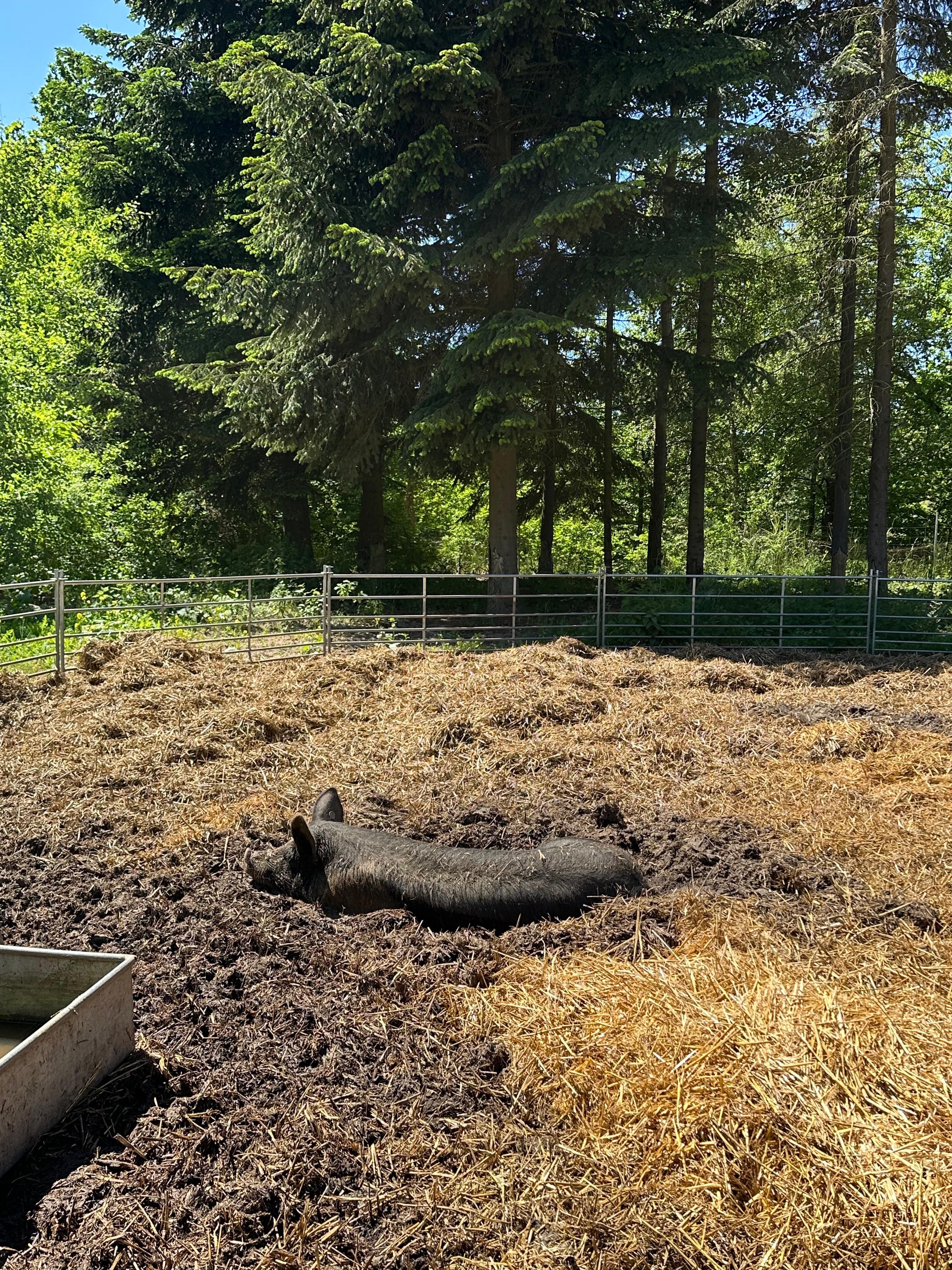 Bei uns leben Schweine in ihrem Element und haben alles, was sie brauchen: Matsch, frische Luft, Platz.
Foto: @sandradra2018