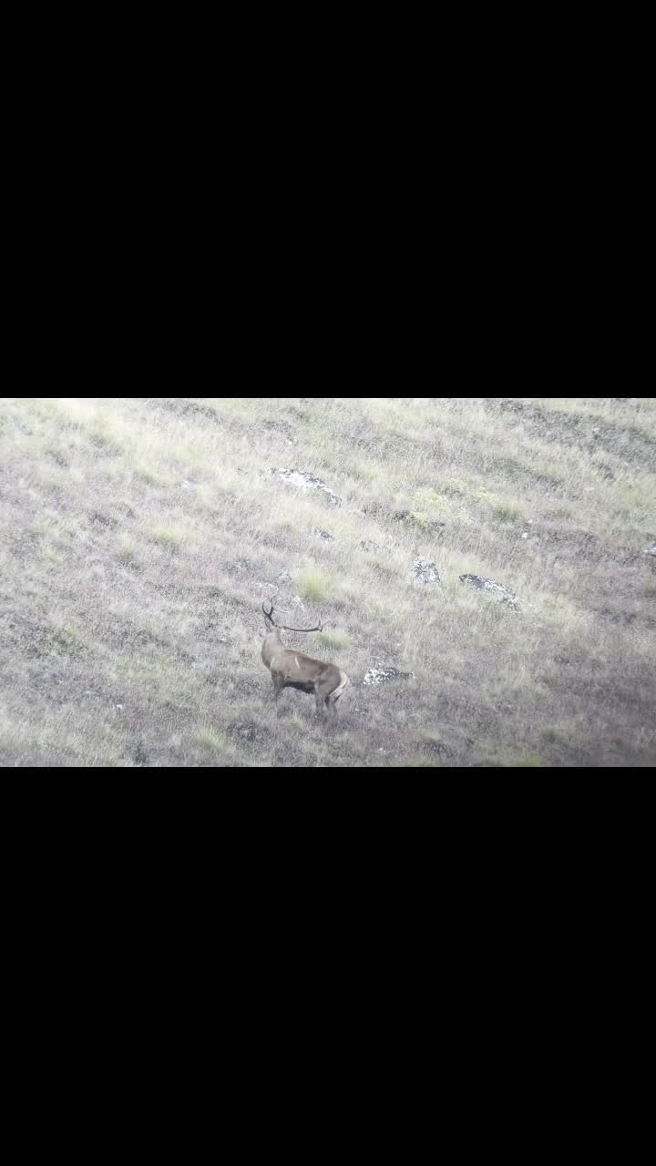 #redstag #southislandhuntingnz #hunting #freerange