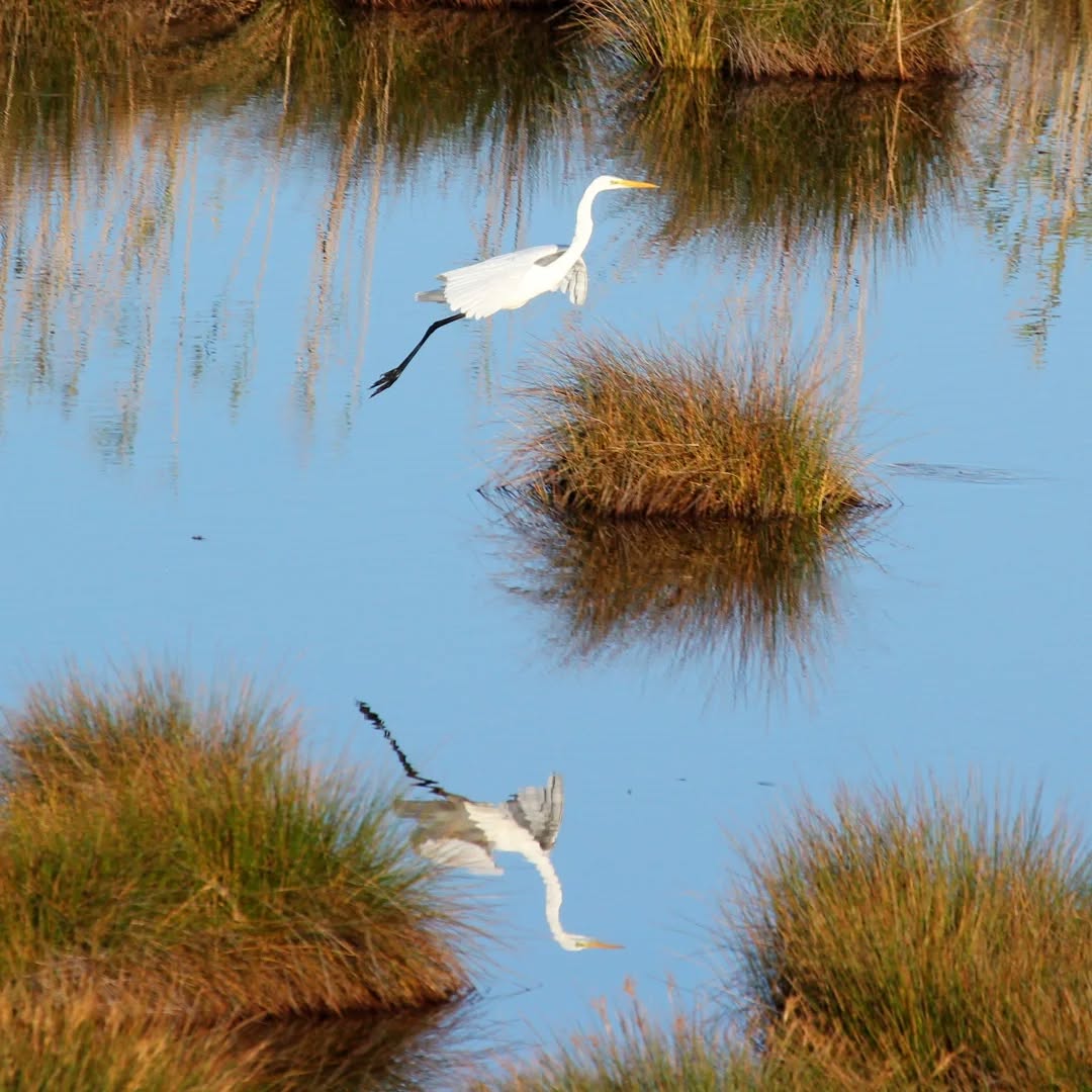 A great egret at Livadi.
#islandwildlife #kefaloniawildlife #greekwildlife #guidedwildlifewalks #birdlovers
