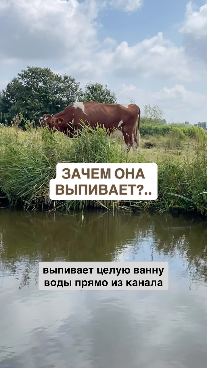 Вы пьете сырое молоко?
#сыроемолоко #нидерланды🇳🇱 #гидвамстердаме