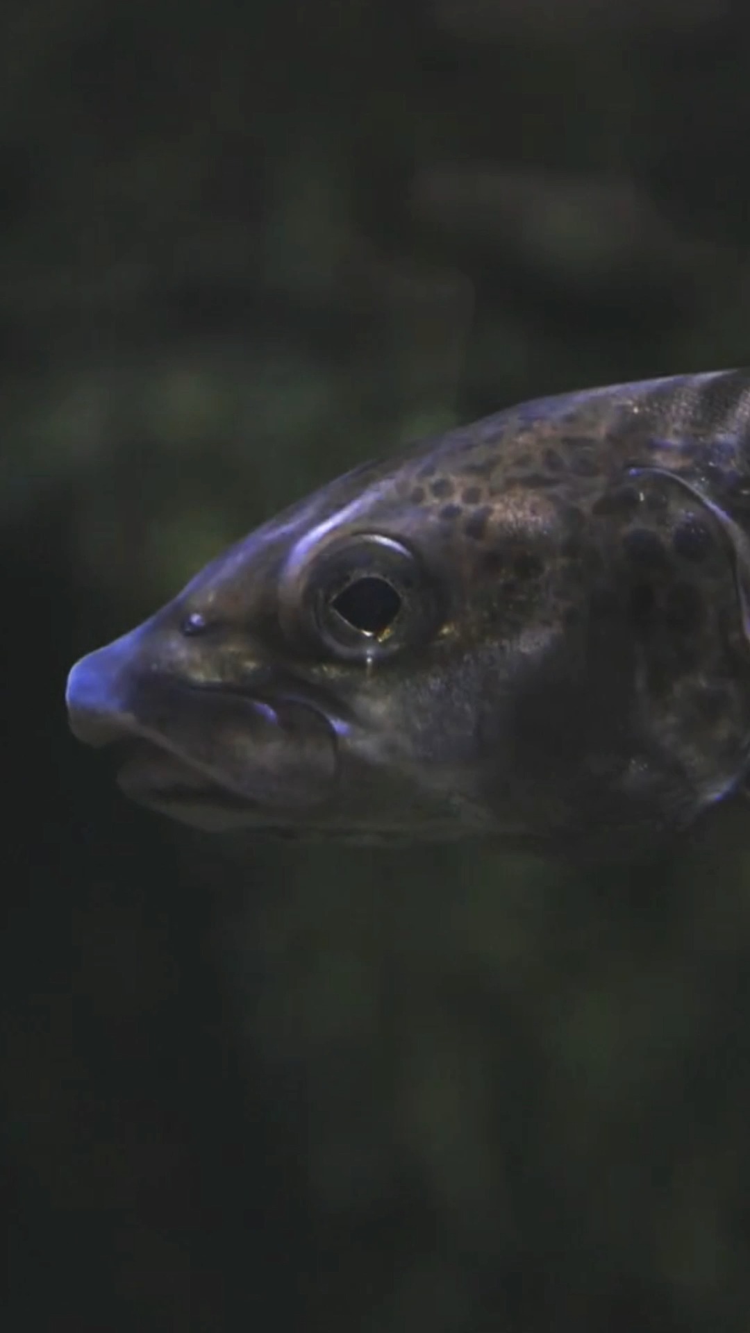 Los refugios son sectores donde los peces pueden reducir esfuerzo mientras mantienen acceso a alimento y oxígeno. Rocas, cambios de profundidad o variaciones en la corriente generan estas zonas dentro del río. La estructura física del cauce es parte fundamental del hábitat.Los refugios son sectores donde los peces pueden reducir esfuerzo mientras mantienen acceso a alimento y oxígeno. Rocas, cambios de profundidad o variaciones en la corriente generan estas zonas dentro del río. La estructura física del cauce es parte fundamental del hábitat.
#PescaConMosca #LeerElAgua #AtencionPlena #PescaConsciente
#NaturalezaViva #RitmoDelRio #capturaylibera #PatagoniaChile #PescaResponsable #CatchAndRelease #NaturalezaChilena #VidaSalvaje #PescaArtesanal #Truchas #truchaarcoiris
.
.
.
.
.
.
Refuges are areas where fish can reduce effort while maintaining access to food and oxygen. Rocks, changes in depth, or variations in the current create these zones within the river. The physical structure of the riverbed is a fundamental part of the habitat.
#FlyFishingLife #ReadTheRiver #MindfulOutdoors #WaterWisdom #NatureFocus
#SlowFishing #RiverIntelligence #FlyFishingChile #KeepItWild #NatureLovers #FlyFishingCommunity