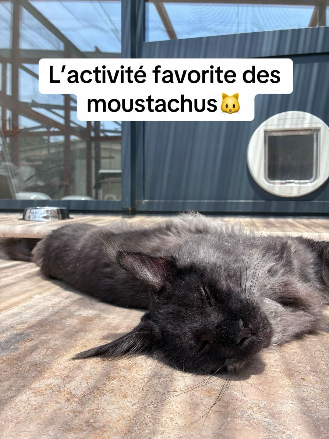 Chacun sa place, sa position mais tous la même activité une bonne partie de la journée 😻
Avec Lewis, Minnie, Albus, Freya, Ficelle, Néo, Fattouch, Peluche, Pixel et Hippie en dormeur 😴
#cat #cats_of_instagram #hotelpourchats #pensionpourchats #aixenprovence