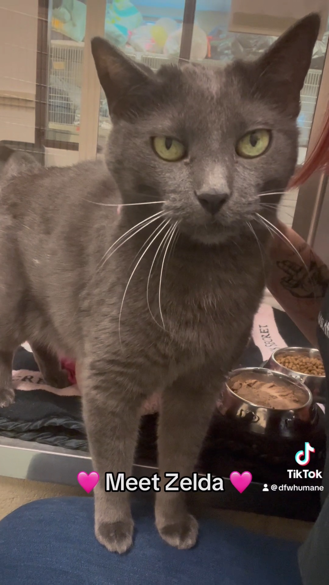 Meet Zelda 🩷🐾 This lovely 11-year-old grey girl enjoys the simple things in life: a soft bed and ALL the cuddles. She’s hoping to spend her golden years in a cozy home with someone who appreciates a sweet senior companion.
📧 Interested in adopting? Email: adopt@dfwhumane.com
📍 4140 Valley View Lane, Irving, TX 75038
🕐 Hours: Tues–Fri 11am–6pm | Sat 10am–5pm