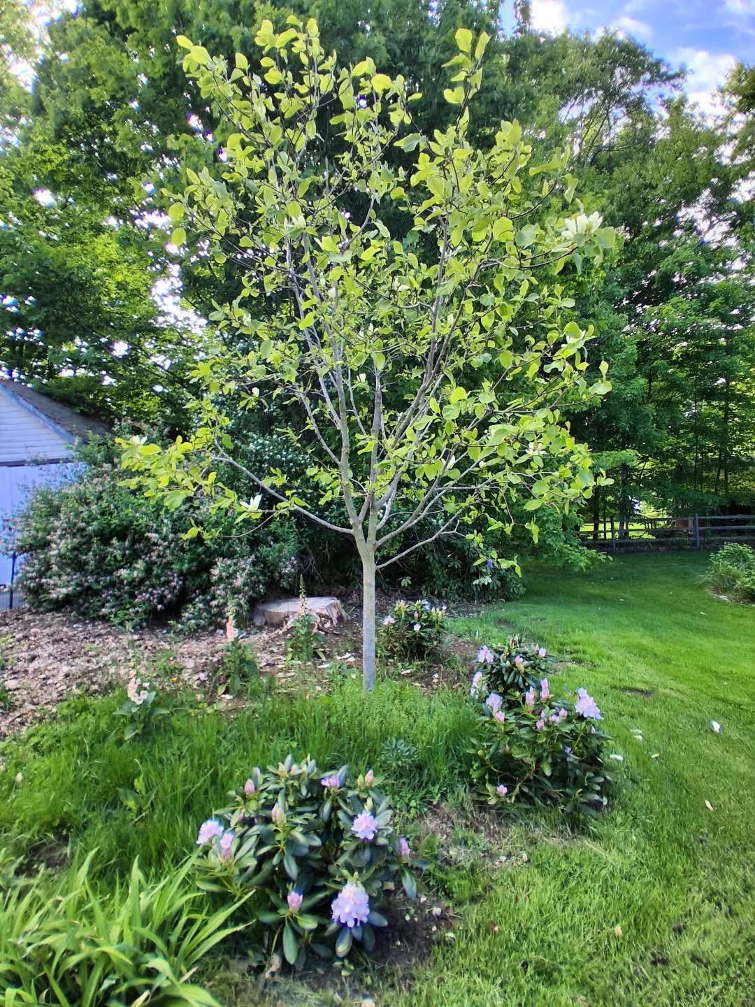Taking over the lawn one new garden at a time! 🌱
As part of my master landscape plan, I started a new lilac privacy hedge in the curve of our driveway, and added some rhodedendrons and perennials under our Elizabeth Magnolia tree. There is still a bunch of grass growing as I was impatient and just wanted to get things in the ground, but I'll leaf mulch it soon.
I'm hoping to add a granite post and start a stone wall this year too! Here's to a year of lofty goals!
#gardening #gardengoals #lawnremoval #pollinatorfriendly #landscapedesign