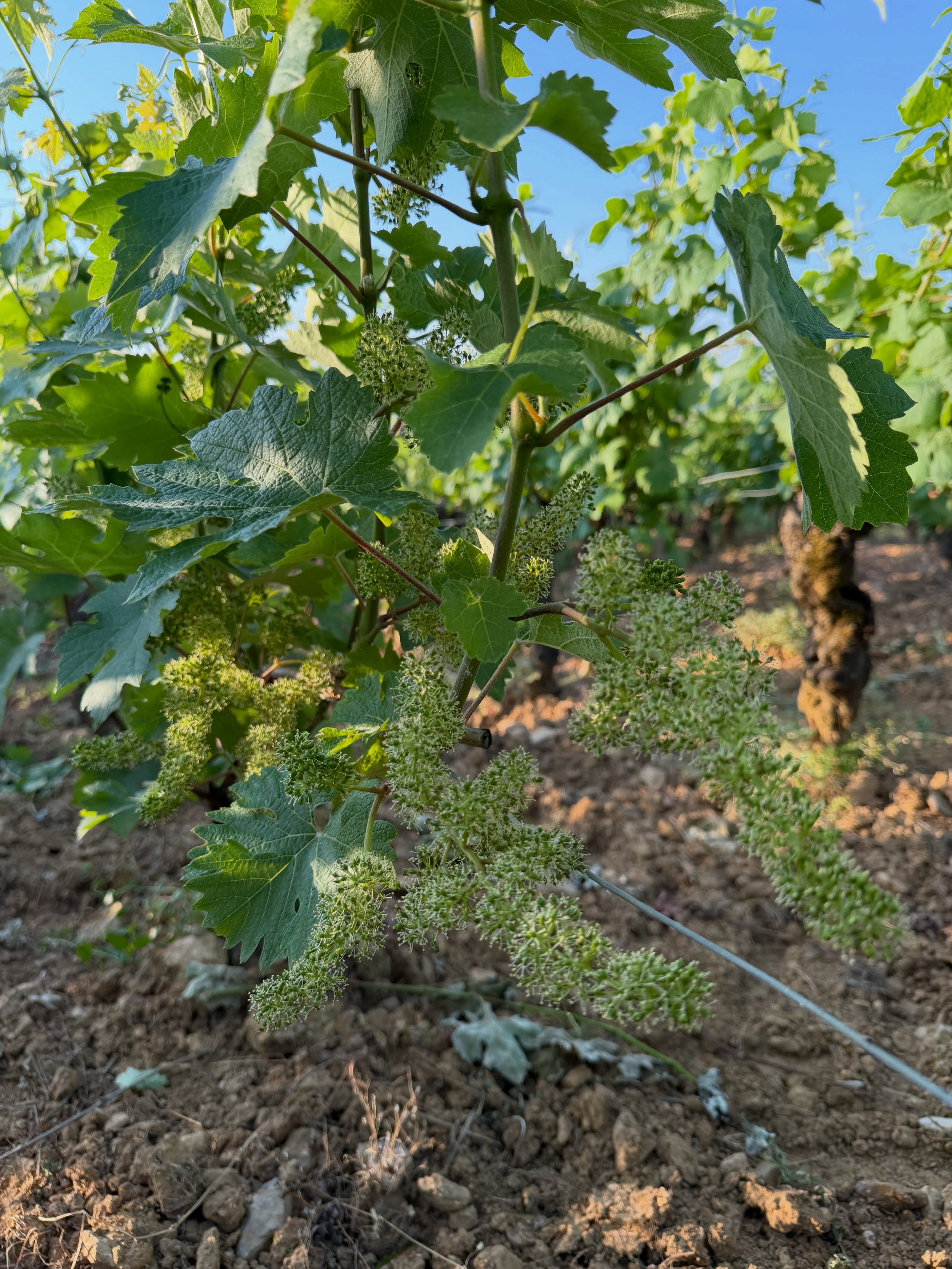 🌿☀️ La fleur de vigne à toute vitesse !
Après une semaine exceptionnelle avec des températures largement supérieures à 30°C et un soleil omniprésent, la floraison de la vigne s’est déroulée à une vitesse impressionnante. 🌸🍇
La fleur de vigne est une étape clé du cycle végétatif : c’est à ce moment que se forme le futur raisin. Plus cette phase se déroule rapidement et dans de bonnes conditions météorologiques, plus la fécondation est homogène et régulière.
Cette météo chaude et sèche a donc favorisé une floraison rapide, limitant les risques liés aux intempéries et permettant à la vigne d’avancer sereinement vers la prochaine étape : la nouaison, lorsque les premières petites baies commencent à se former. 🌱
Tous les voyants sont au vert pour le moment, avec une vigne en pleine forme et un millésime qui poursuit son développement dans d’excellentes conditions. 🤞🍷
#DomaineMichelArcelain #Pommard #Bourgogne #Vigne #Viticulture