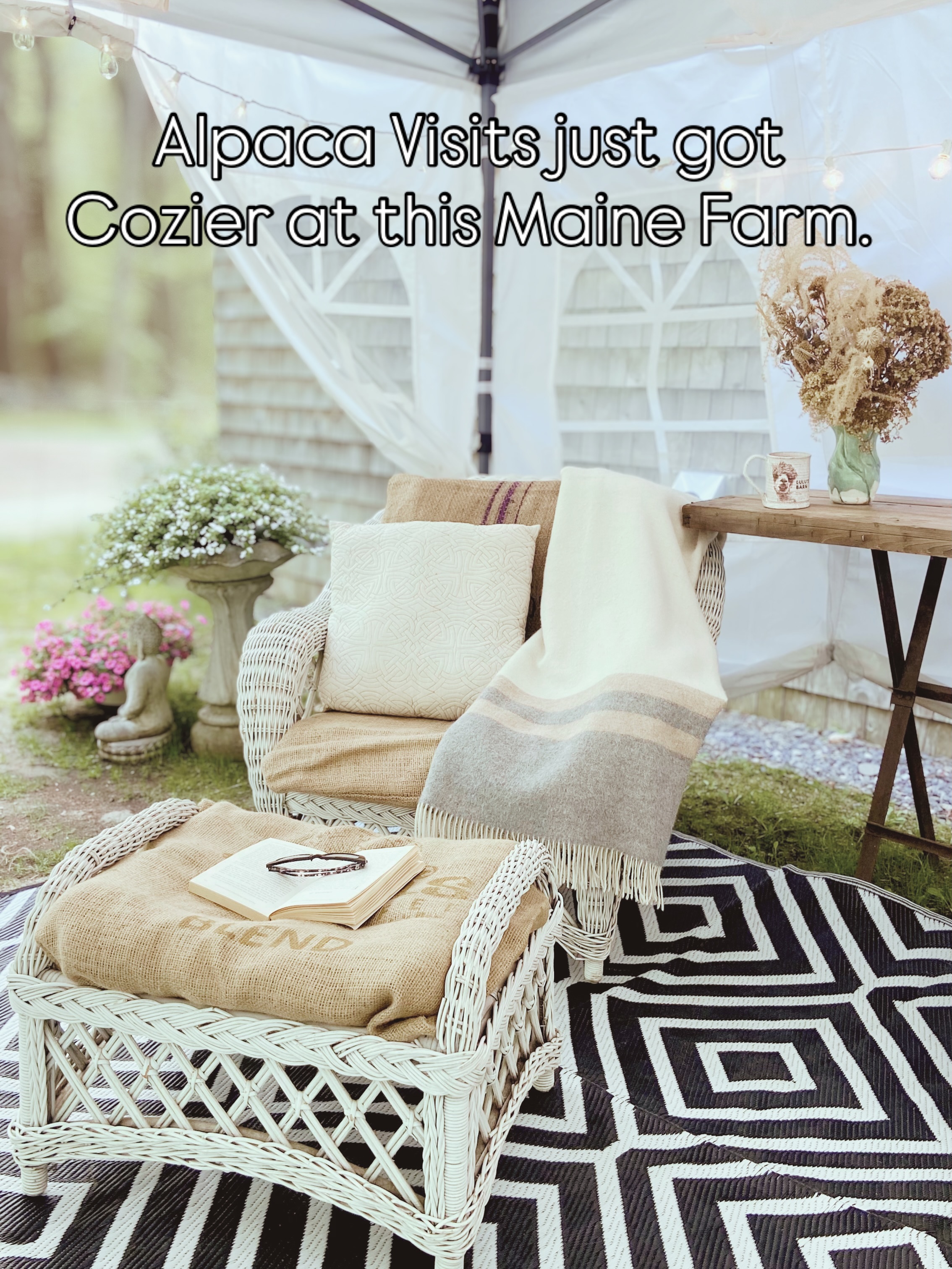 Coastal Maine mornings hit different when they’re shared with a friend. Come for the coffee, stay for the soft hum of the alpacas.
We provide the coffee, the cozy alpaca blanket, and the vibe. The alpacas provide the unsolicited therapy.🦙✨
Book your farm visit with the link in bio.
#farmtherapy #mainesummer #mainethings #coastalmaine #maineislands