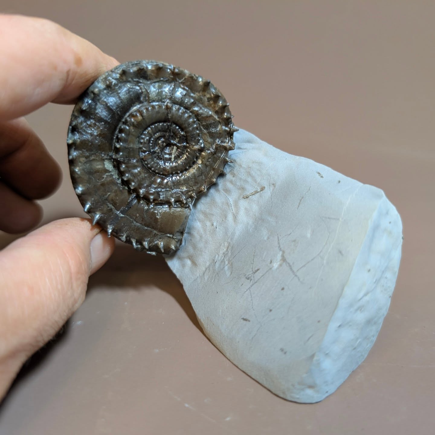 Calcite Crucilobiceras ammonites are a rare find on Charmouth beach, but when you do, they're one of the more exciting fossil ammonites to prepare. This piece measures 5.5 cm across and has many tiny spikes running around the serpentine coils of the ammonite.
#spikes #ancienthistory #ammonite #snakes #fossils