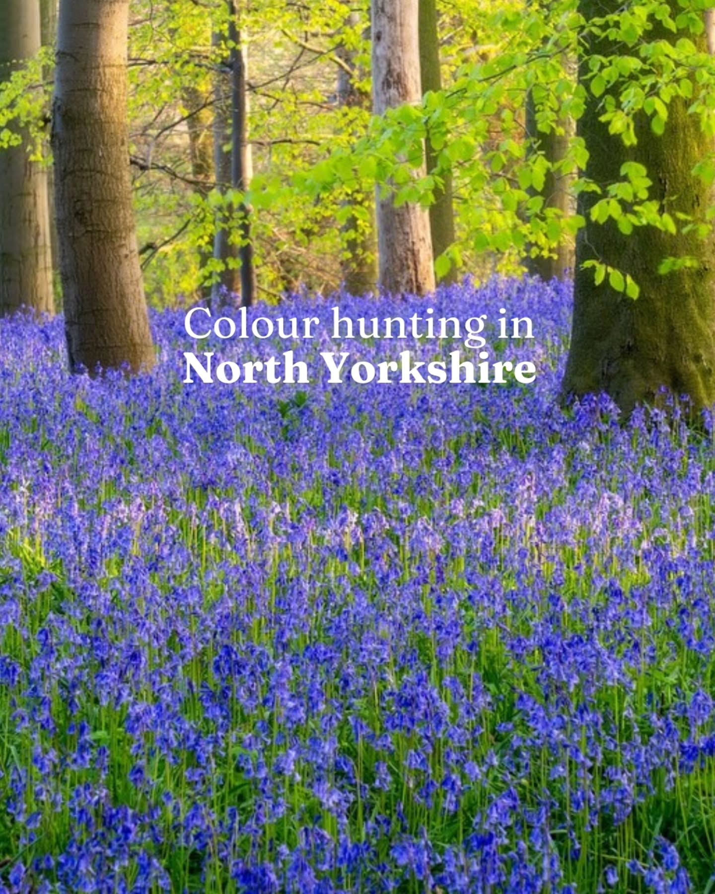 Chapter blue 💙
Here's your blueprint for colour hunting. When you're next out on your North Yorkshire adventures, pick a colour and create your own colour hunting palette. It helps you to slow down and appreciate the small things that often go unnoticed.
Which colour will you hunt for next?
Thanks to all our contributors!
Staithes @david8photography
Ribblehead Viaduct @jessinthedales
Runswick Bay @lex_outdoorsx
Malton @cosybirder
Swaledale @ldn26er
Helmsley Walled Gardens @julia_p_60
Yorkshire Himalayan Garden & Sculpture Park @andyradkaphotography
Knaresborough @helenofwhitby
Rougemont Woods @jameslovell71
#ColourHunting #NorthYorkshire #Blue #Nature #VisitNorthYorkshire