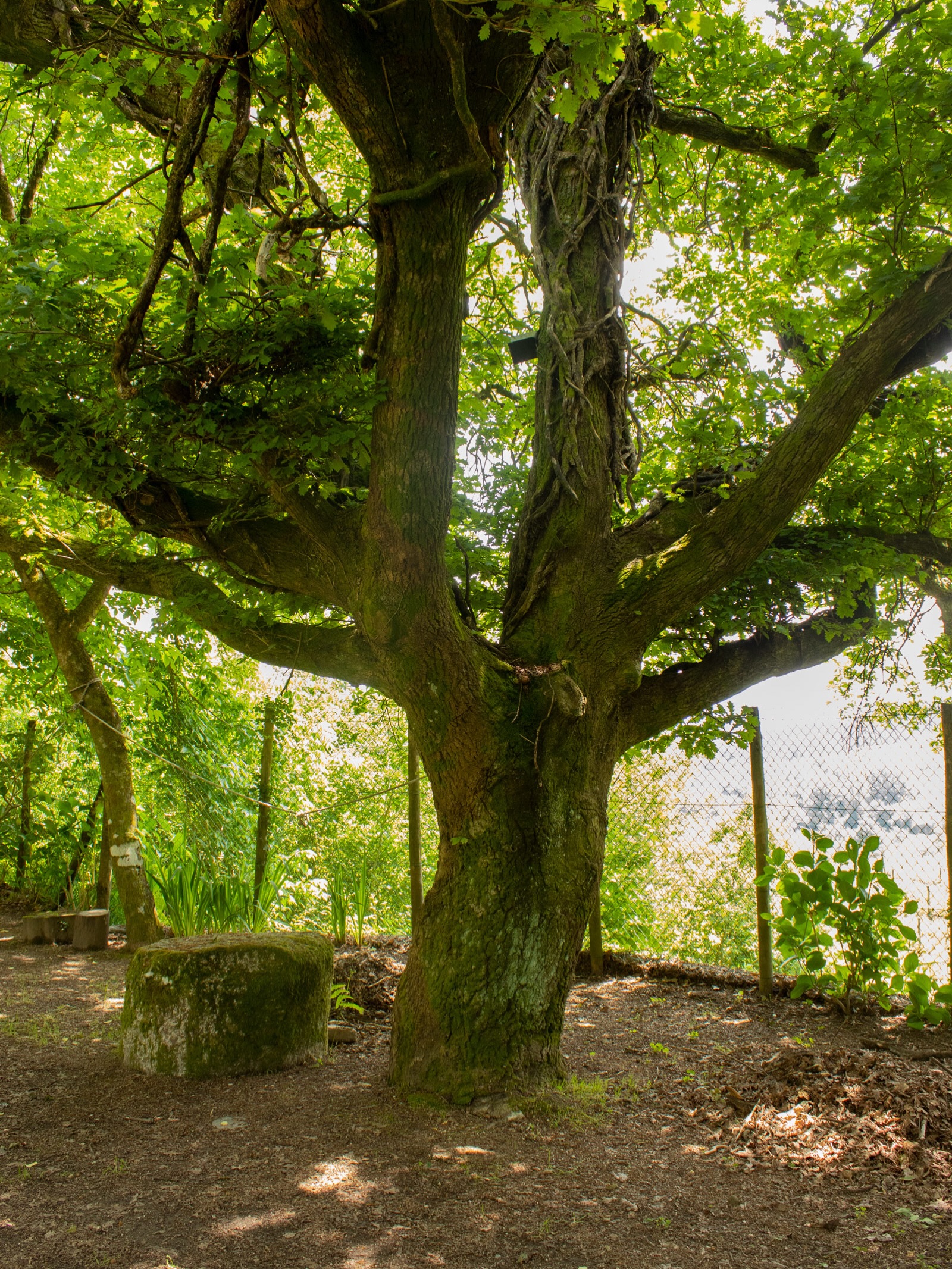 No âmbito do Dia Mundial do Ambiente e do orgulho de ver Guimarães como Capital Verde Europeia 2026, estamos a identificar e a inventariar as árvores de Grande Porte na nossa propriedade, integradas no projeto “Gigantes Verdes” (@gigantesverdes). 🌲
Mais do que árvores, estes gigantes fazem parte da identidade da nossa paisagem. A ciência é clara: uma árvore antiga processa muito mais dióxido de carbono do que várias árvores jovens juntas.
Por isso, e em linha com o que a Associação Verde defende, conservar o que já existe — incluindo árvores em fim de ciclo natural — é vital, pois funcionam como autênticos santuários de biodiversidade. Reflorestar é importante, mas proteger os Gigantes que já cá estão é a nossa prioridade hoje.
Também pode fazer a diferença. 🤲🏼 Qualquer pessoa pode tornar-se embaixadora dos Gigantes Verdes, juntando-se à \@verde.associacao na preservação destes guardiões da terra!
#QuintaDosEncados #GigantesVerdes #GuimarãesCapitalVerdeEuropeia26 #DiaMundialDoAmbiente