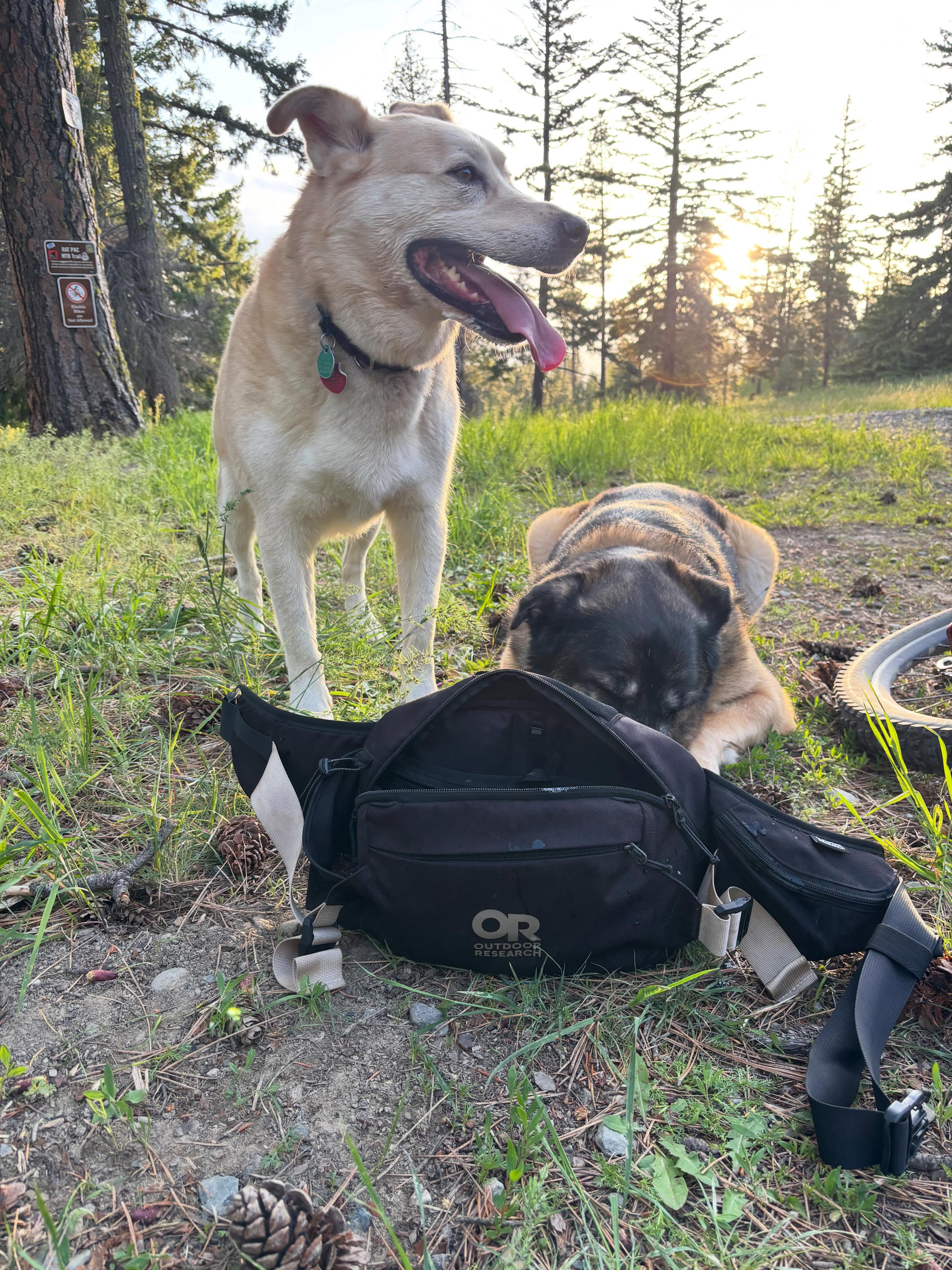 The OR Freewheel Hip pack is dog approved! Large enough to hold plenty of snacks, bear spray and extra first aid kits for furry friends while still maintaining a comfortable fit that doesn’t bauble around while you are surfing the dirt.