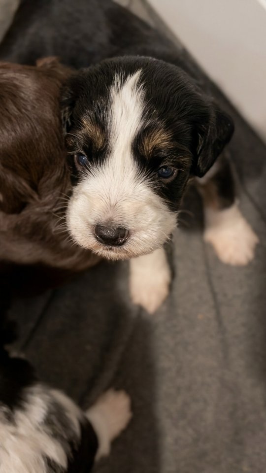 The best stage of puppyhood is just beginning. 🥺🐾✨
Their eyes are finally open, those tiny tails are starting to wag, and they are officially learning how to explore their world.
Warning: watching this on loop may cause extreme puppy fever. 😉👇
#bernedoodle #puppymilestones #bernedoodlesofinstagram #puppylove #availablepuppies