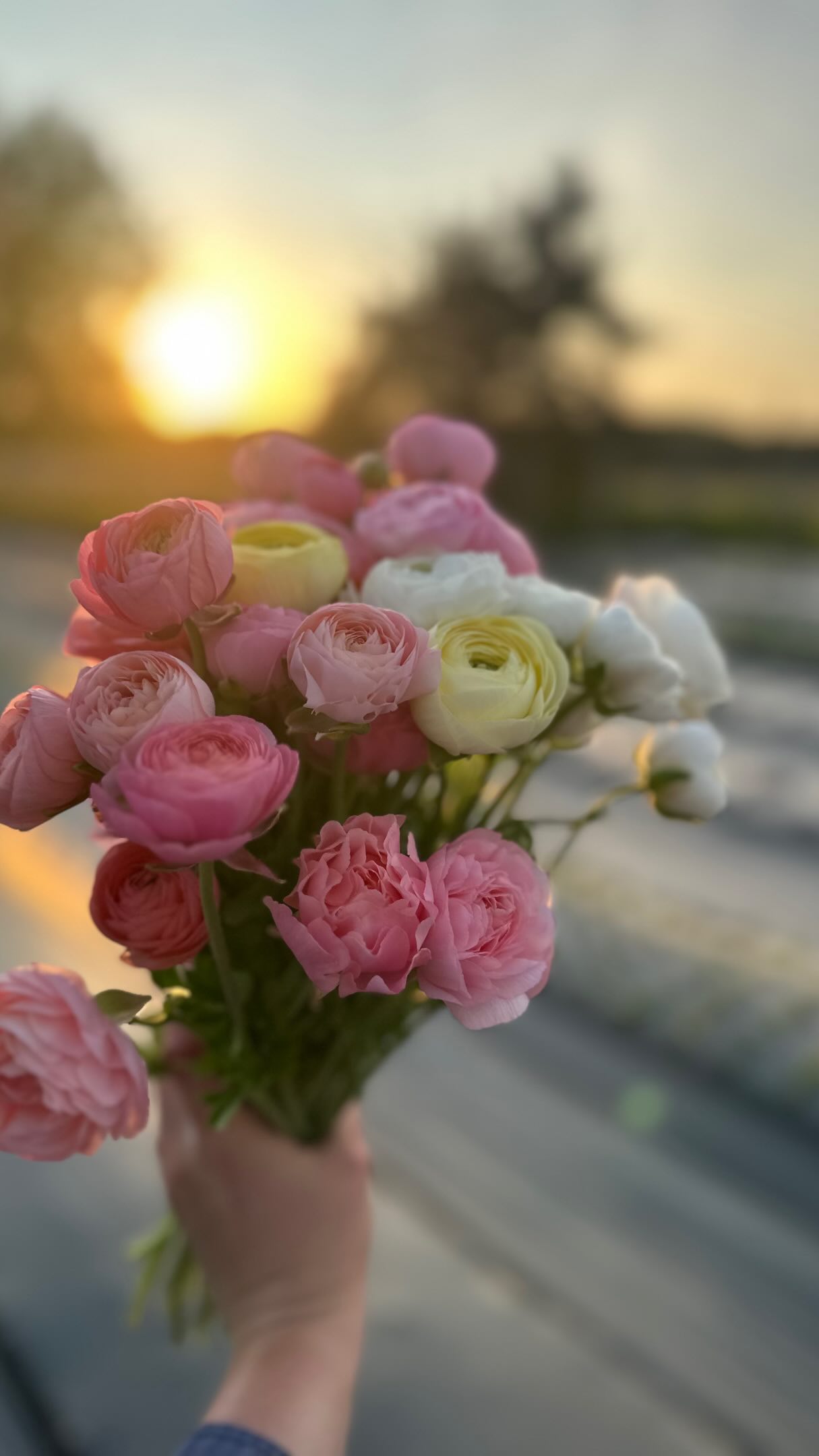 From sunrise harvests to sunset harvests. 🌅
#ranunculus#sunrise#sunset#michiganflowerfarm#godsart