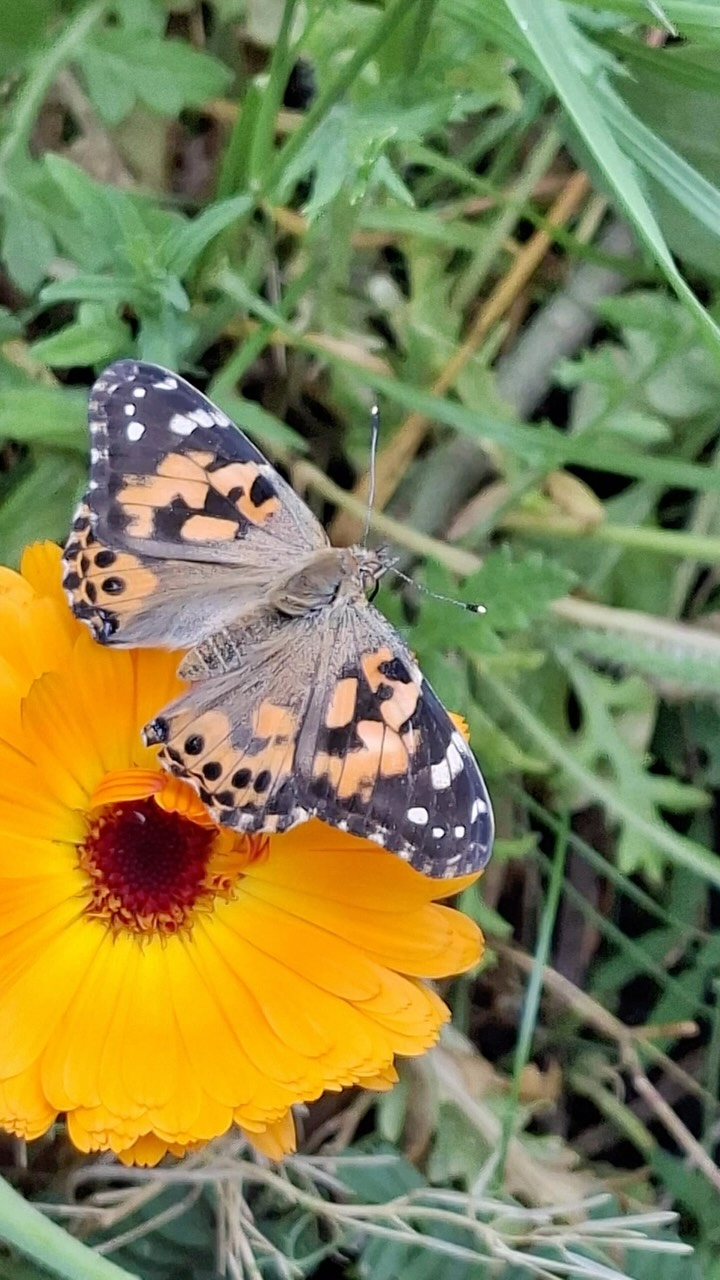 Almost a month ago our senior infant classes welcomed containers of caterpillar eggs. We watched the caterpillars grow bigger by the day. After a few weeks the caterpillars formed their chrysalis and we waited patiently for their transformation! On Tuesday we released the butterflies into our school garden, confident that the cycle will begin all over again! 🦋🦋 #butterflies #weremember #outdoorclassroom