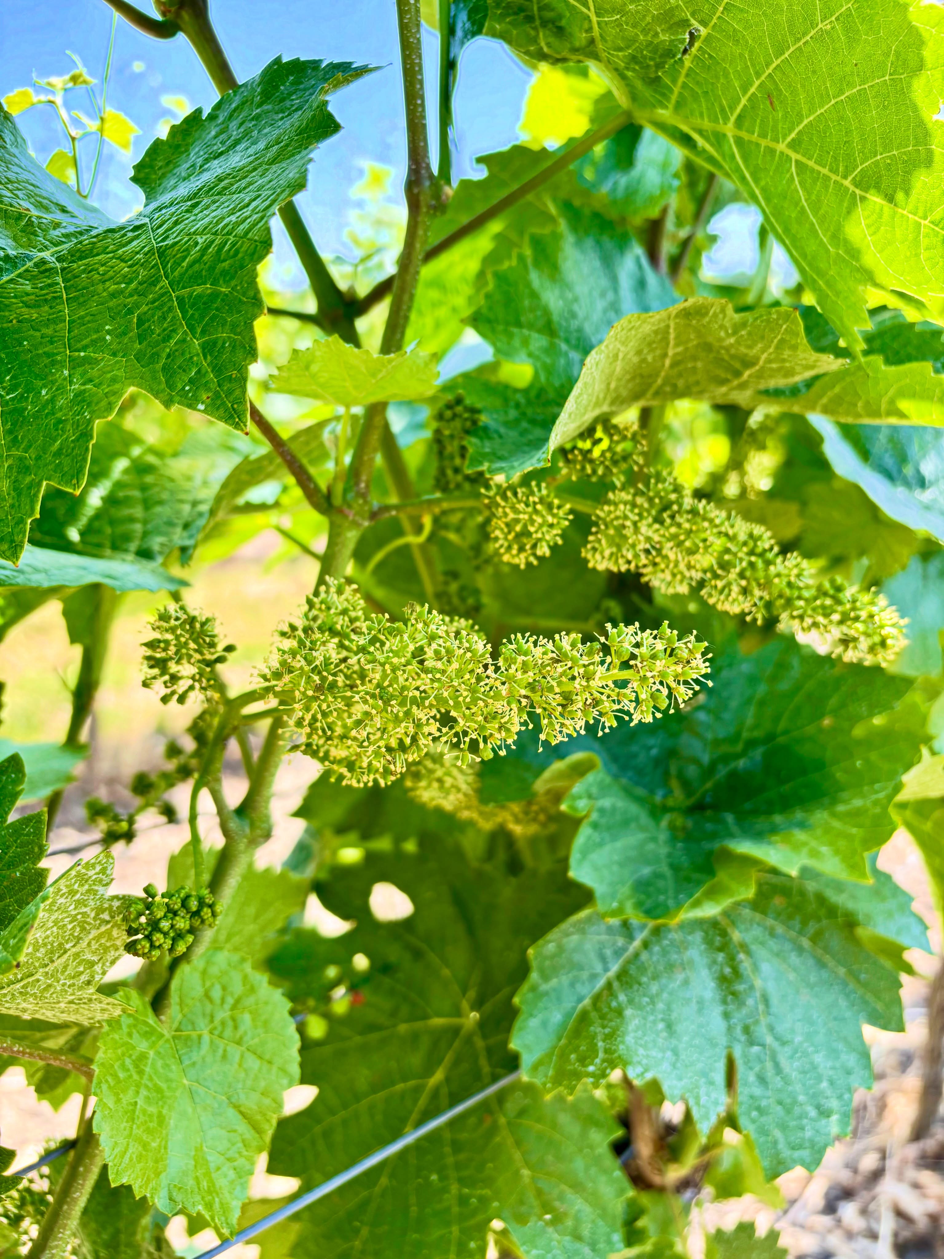 🌿 B L Ü T E
Die Reben stehen in der Blüte – ein ganz besonderer Moment im Weinberg. Aus den zarten Blüten entwickeln sich in den kommenden Wochen die Trauben des neuen Jahrgangs. 🍇
Mit etwas Sonne, den richtigen Temperaturen und ein wenig Geduld wächst nun heran, worauf wir uns das ganze Jahr freuen. ☀️🍷
Wenn der Höhepunkt der Rebblüte erreicht ist, dauert es nach alter Winzerregel 100 Tage bis zur Ernte. 🚜
_______________
#bodenheim #rheinhessen #weingutgauer #rebblüte