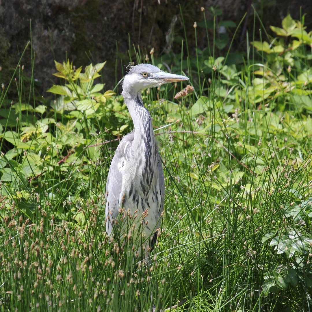 The stunning grey heron.
#islandwildlife #kefaloniawildlife #greekwildlife #guidedwildlifewalks #birdlovers