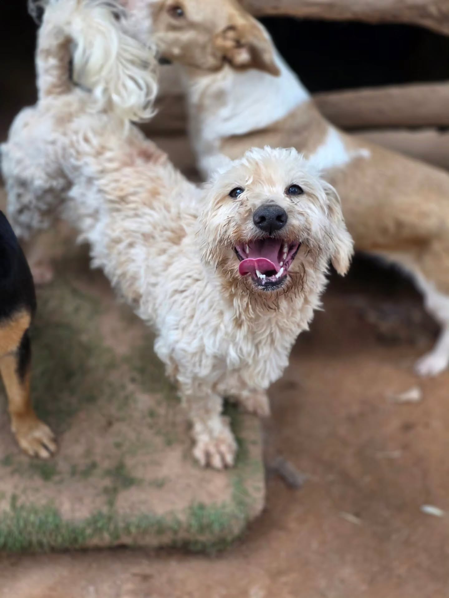The smiliest dog in the Melez enclosure 💕
Chance is still looking for his forever home. Find out more about him on our website: www.melezdogrescue.com/chance