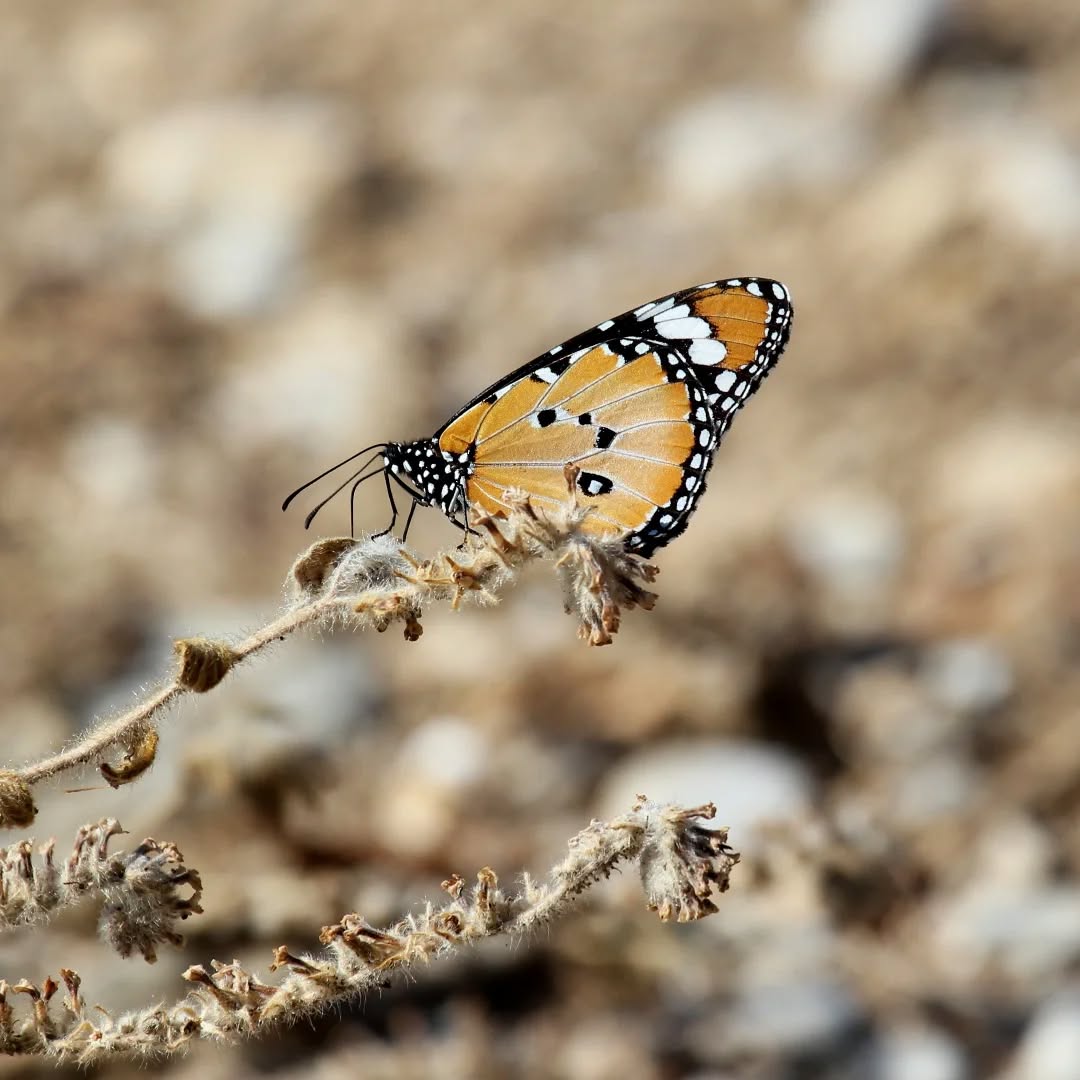 A plain tiger butterfly at Katelios.
#islandwildlife #kefaloniawildlife #greekwildlife #guidedwildlifewalks #butterfly