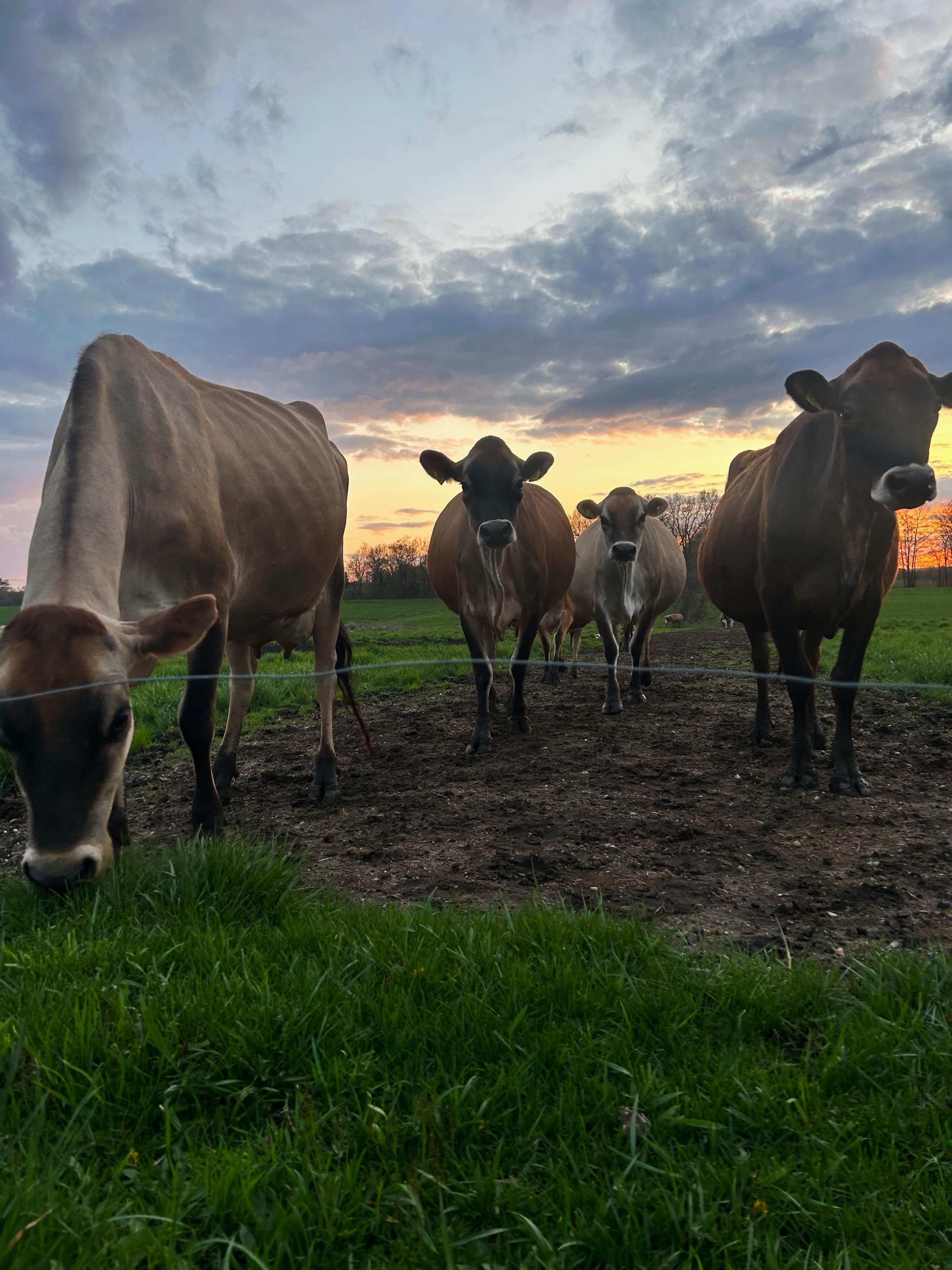 Happy World Milk Day, and Happy National Dairy Month!
Today, we celebrate the dairy farmers, farm families, and dairy communities who work every day to provide nutritious dairy products for our tables 🥛
A special thank you to everyone who supports local dairy farms! Your support helps preserve family farming traditions, strengthens local economies, creates local jobs, and keeps agriculture thriving in our communities.
Thank you for allowing us to do what we love ❤️🐮