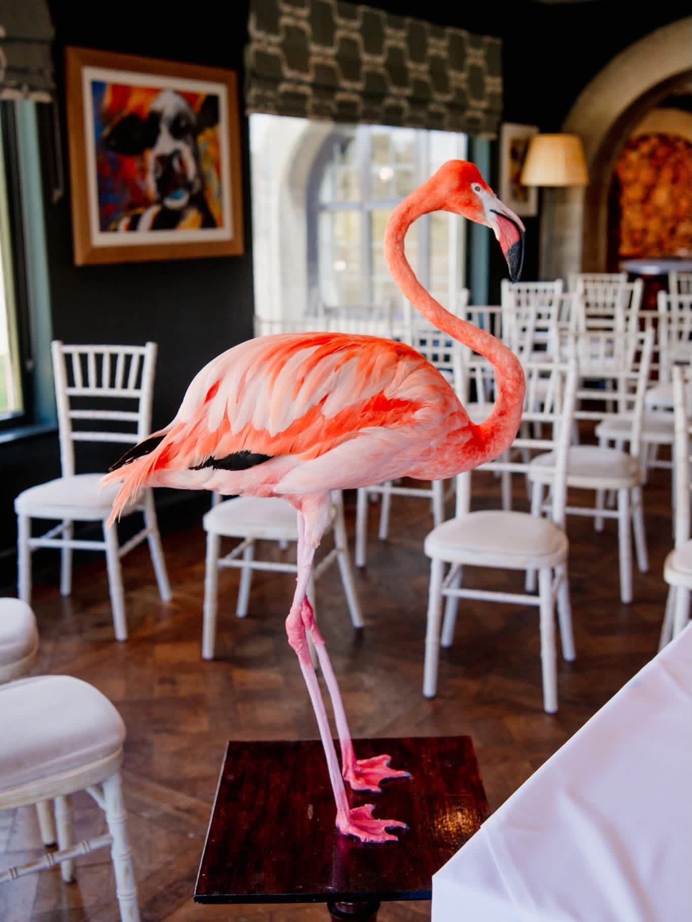 I wanted to show you what an amazing job @camillareynoldsphoto our wedding photographer did during our special day. Huge credit to her, she took some amazing pics, especially of the taxidermy.
Unless stated, the taxidermy is done by me.
Shag by @birdhousetaxidermy
Vintage Taxidermy bear belongs to the venue @thebearofrodboroughhotel
Birds and mammals have died of natural causes or stated otherwise
The bear is vintage and over 100 years old
The squirrel was roadkill
Blackcaps were window collisions
Razorbill died of starvation
Flamingo died of natural causes in a wildlife sanctuary
Peacock was captive bred and died of natural causes
Kingfisher flew into a window
Jay was pest controlled in 2017 under GL17 license
#taxidermy #wedding #flamingo #peacockoddities