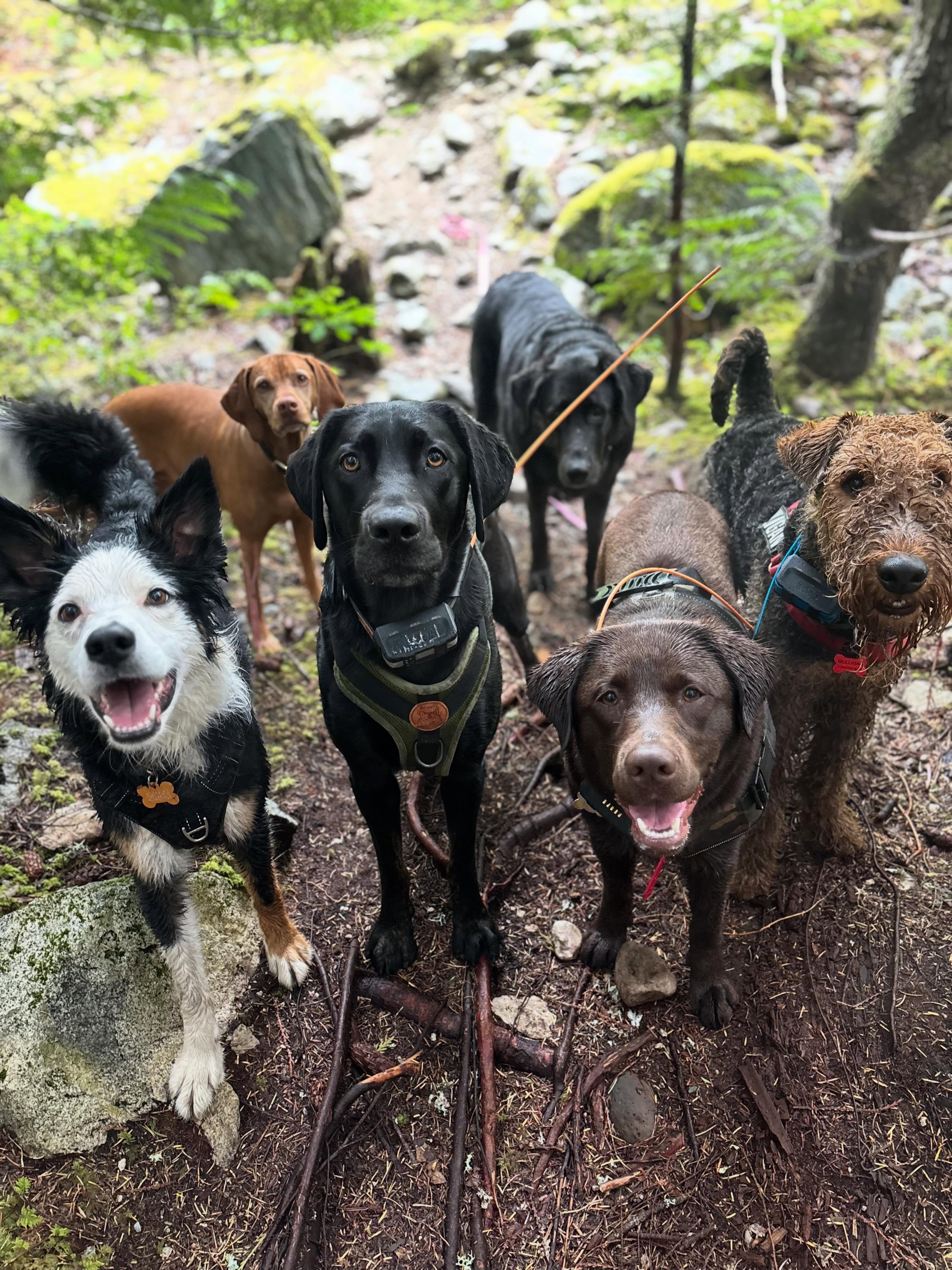 ✨THIS WEEKS HIGHLIGHTS ✨
Another week of fun & frolics in the mountains with my baby dogs. We have been soaking up the sunshine & the good vibes.
Already looking forward to getting back at it tomorrow 💪 see you in the morning gang.
#biscuitspetcare#dogwalker#dogwalking#hikingwithdogs#dogsofinstagram