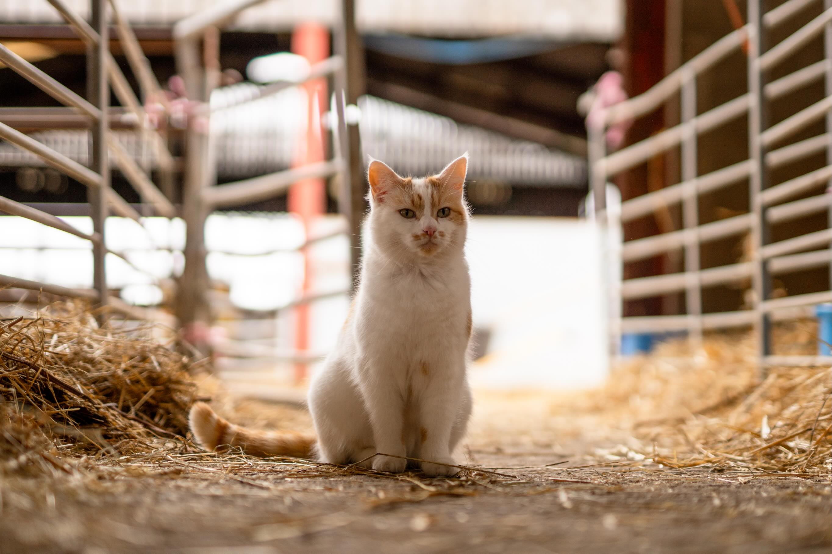 Yesterday, tragically, we had to say goodbye to our beloved Queen of the farm, Puzzle, who tempted fate with the road one too many times 🐈💔🐾
Puzzle, you were more than just any old cat, you were part of our family, a constant companion, and a source of comfort through so many moments in life over the past few years. The house and farm yard feels quieter without your meows, gentle purrs, playful antics, and reassuring presence.
Thank you for every cuddle, every laugh, every mouse and every memory. You greeted everyone that came to the farm, making them feel welcome and I’m sure some people loved you more than the highlands they’d booked to see! 🤍
Run wild and free over the rainbow bridge, sweet girl. Keep watching our Lower House Farm from up there 🌈🪽