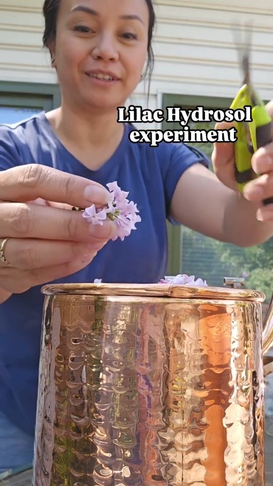 To successfully distill a delicate lilac hydrosol, you must extract the plant's water-soluble aromatic compounds at a gentle simmer, keeping your water/steam temperature in a target range 85C to 95C
Because lilacs are highly sensitive to heat and will quickly lose their fragrance, the extraction process requires a lower and much more controlled heat than traditional essential oil distillation.
Once your hydrosol is collected and cooled, proper storage is required to prevent it from spoiling.
🌿
My first attempt wasnt bad - I realized I lost a lot of steam from the column and pot seams I shouldve sealed before starting. And I shouldve had a pack of ice nearby everytime I rewatered the condenser 🤓..also, I could probably use a better heating medium to maintain a proper heat range as what I collected seems a bit burnt?
And thanks to my ever supportive husband for letting me play again 😬 @esh.ambientsteveboyd
#alembicdistiller #hydrosols #lilachydrosol