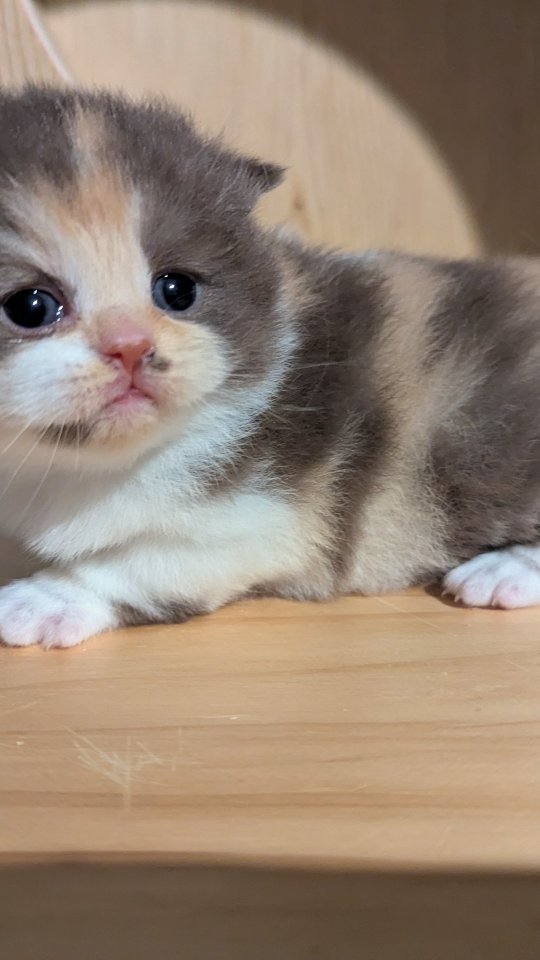 My favorite baby Hazel, a cinnamon British Shorthair tortie with white. She and her sister discovered that they can fit between the two sliding doors, and it's a constant game of hide and seek for them! I love this age!
#britishkitten #britishshorthair #cinnamonkitten #britishtortiecat #loveofbrits