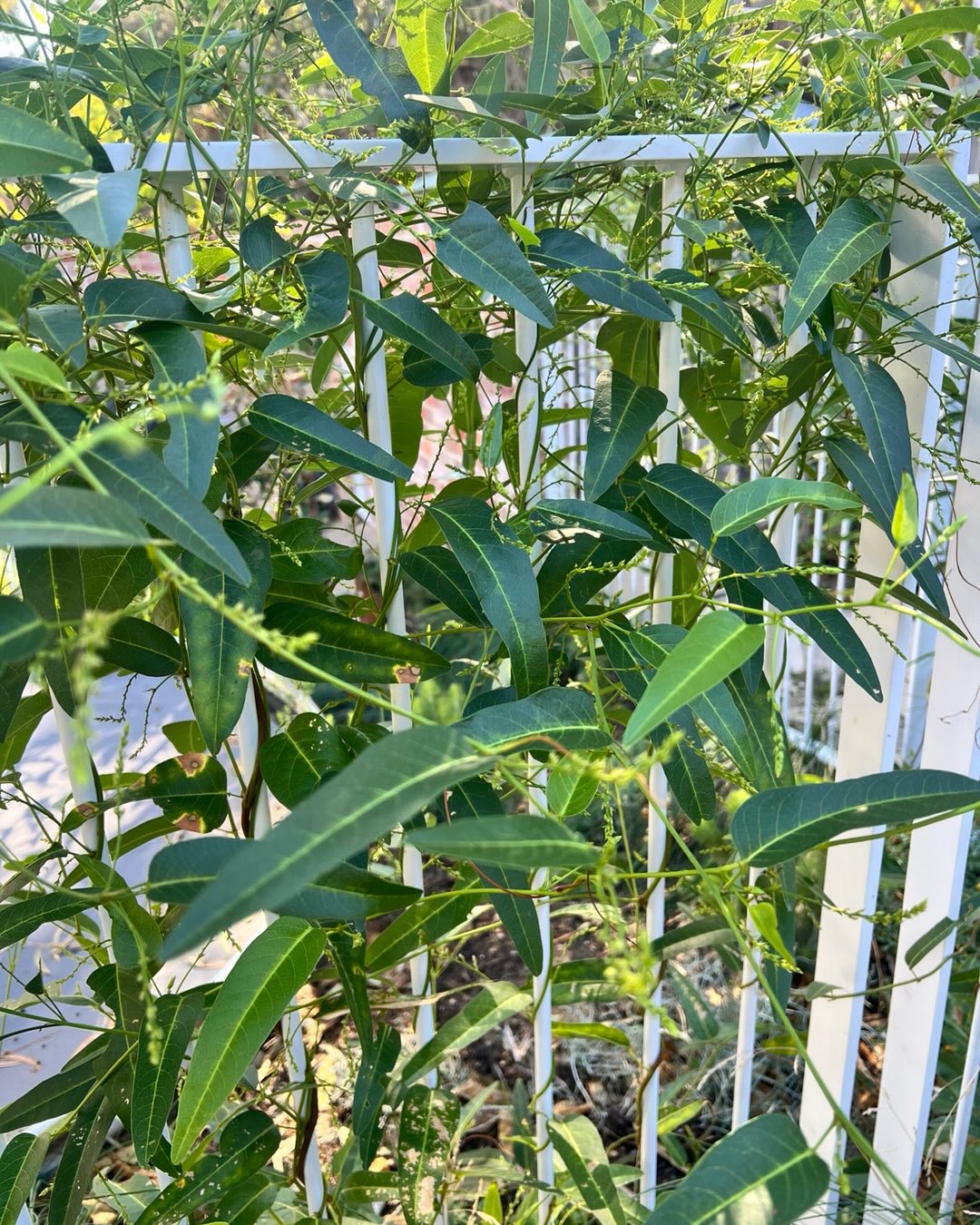 Hardenbergia White Out growing nicely along the pool fence. When winter gardens start to fade this native with its green foliage and pure white flowers shine! #sustainsblegardensperth #nativegardendesign #landscapeestimating #perthgardens