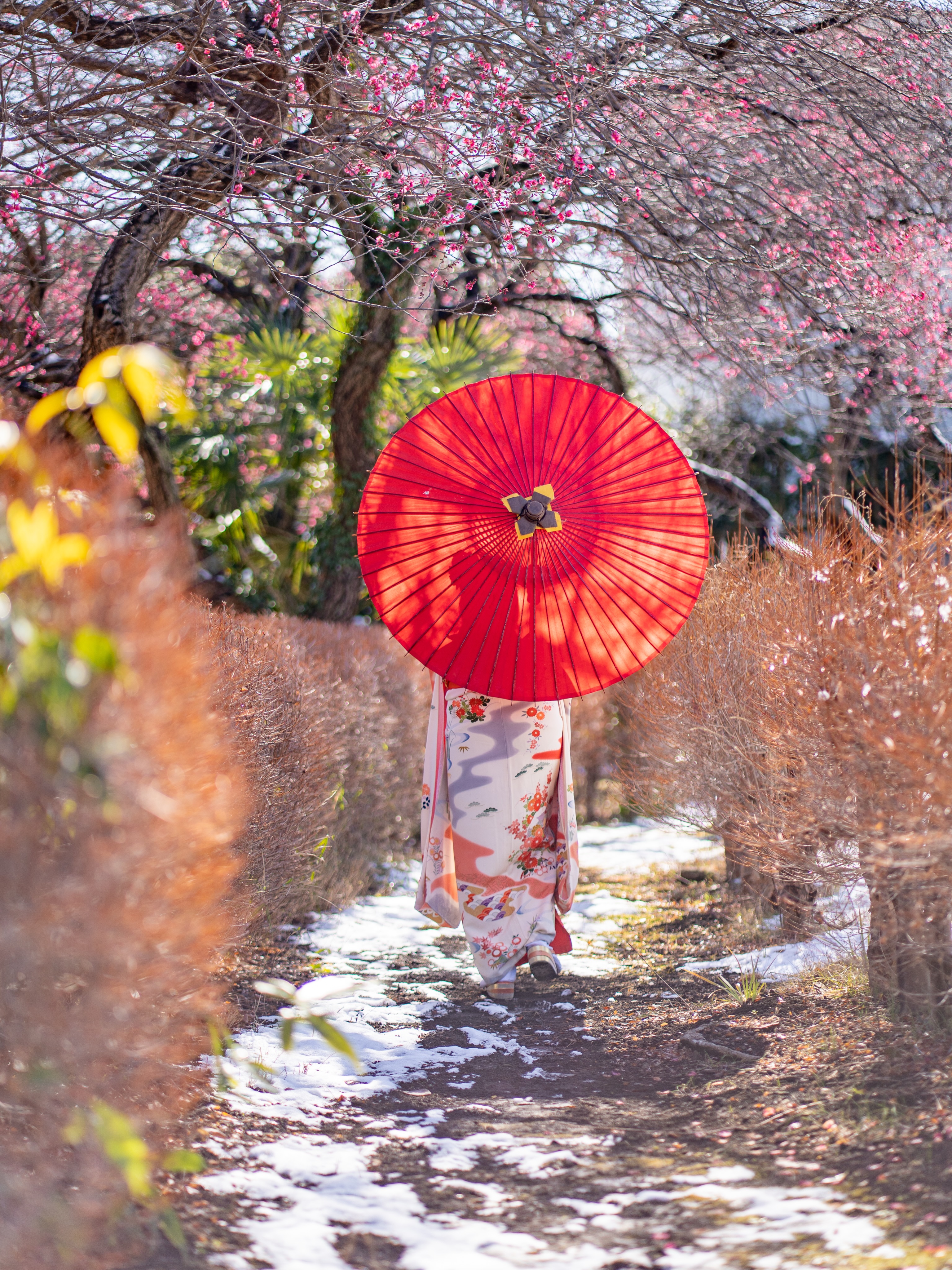 A wonderful guest with such graceful manners and presence.
Her warm smile and cheerful personality were absolutely charming.
We had the pleasure of photographing her with the plum blossoms blooming as the snow melted away.
Thank you for visiting us. We look forward to seeing you again! 🌸😊
立ち振る舞いが素敵なお客さま
ニコニコの笑顔で話す人柄がとても可愛らしい
雪解けの梅と一緒に撮影させていただきました
またいらしてくださいね✨
#kimono #japanstyle #kimonophoto #kanagawa