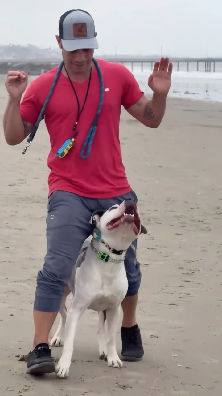 Keeping dog training fun! For training in L.A. Hit us up.
#dogs #dogtraining #dogmom #dogdad