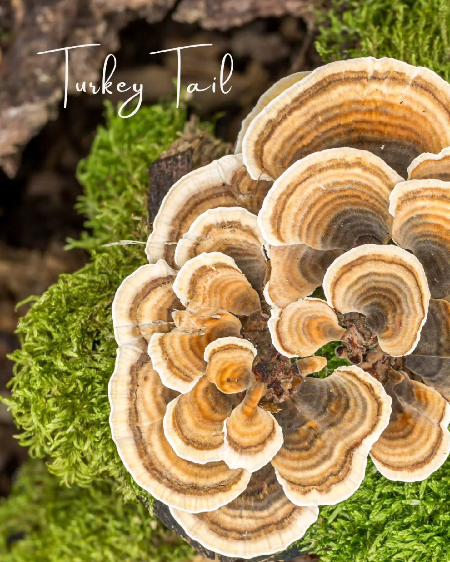 Turkey Tail is one of my favourite medicinal mushrooms for supporting both people and animals.
Traditionally used to strengthen vitality and resilience, it is now one of the most researched mushrooms for immune and gut health.
Its therapeutic actions may help support:
✨ Healthy immune function
✨ Gut microbiome balance
✨ Recovery and wellbeing during times of physical challenge
✨ Antioxidant protection
✨ Healthy ageing and vitality
As a Qigong therapist, I often combine herbal medicine with gentle breathing and Qigong practices. While herbs like Turkey Tail provide physiological support, conscious breathing helps regulate the nervous system, improve oxygenation, reduce stress, and create the internal conditions that allow the body to heal and restore.
True healing is rarely about one thing alone.
It is about supporting the body from multiple directions
— through breath, movement, nourishment, rest, and nature's medicines.
#TurkeyTailMushroom #MedicinalMushrooms #Qigong #HolisticHealth #NaturalMedicine