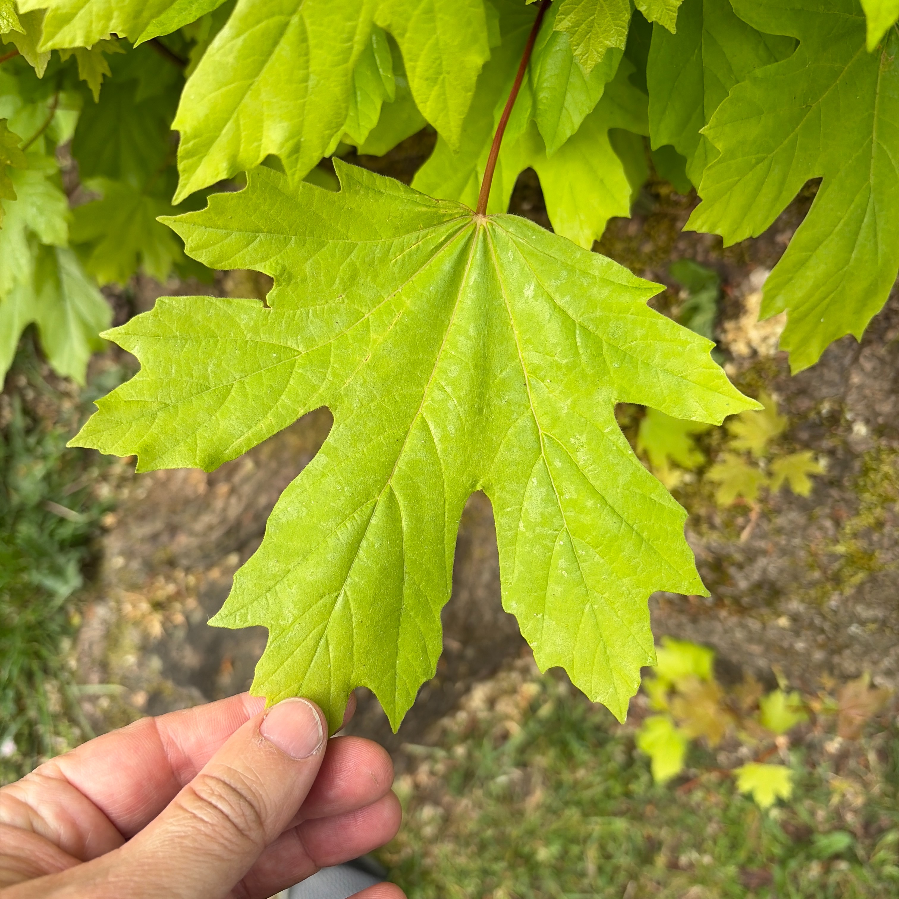 Obrigado, Canadá, por ter sido, sem dúvida, a melhor viagem da minha vida. Por ter sido o cenário de descobertas de quem eu posso, e quero, ser.
Por me ajudar a confirmar o que já sei, revelar o que ainda não sei e inspirar novos caminhos.
Pela forma humana e aberta com que acolhe, no profissional e no pessoal, reforçando tudo aquilo em que acredito.
Por ser linda e gentil, e por me ajudar a enxergar melhor quem eu sou.
Por mostrar que estou no caminho certo, e que há espaço para as minhas ideias, para aprender, crescer e liderar.
Pelos dias deliciosos, modernos e cheios de natureza, pela comida incrível, pela segurança, pela arte e pela história. E por me fazer sentir parte, mesmo tendo acabado de chegar.
Obrigado por tudo.
Até breve.
A gente se vê de novo.