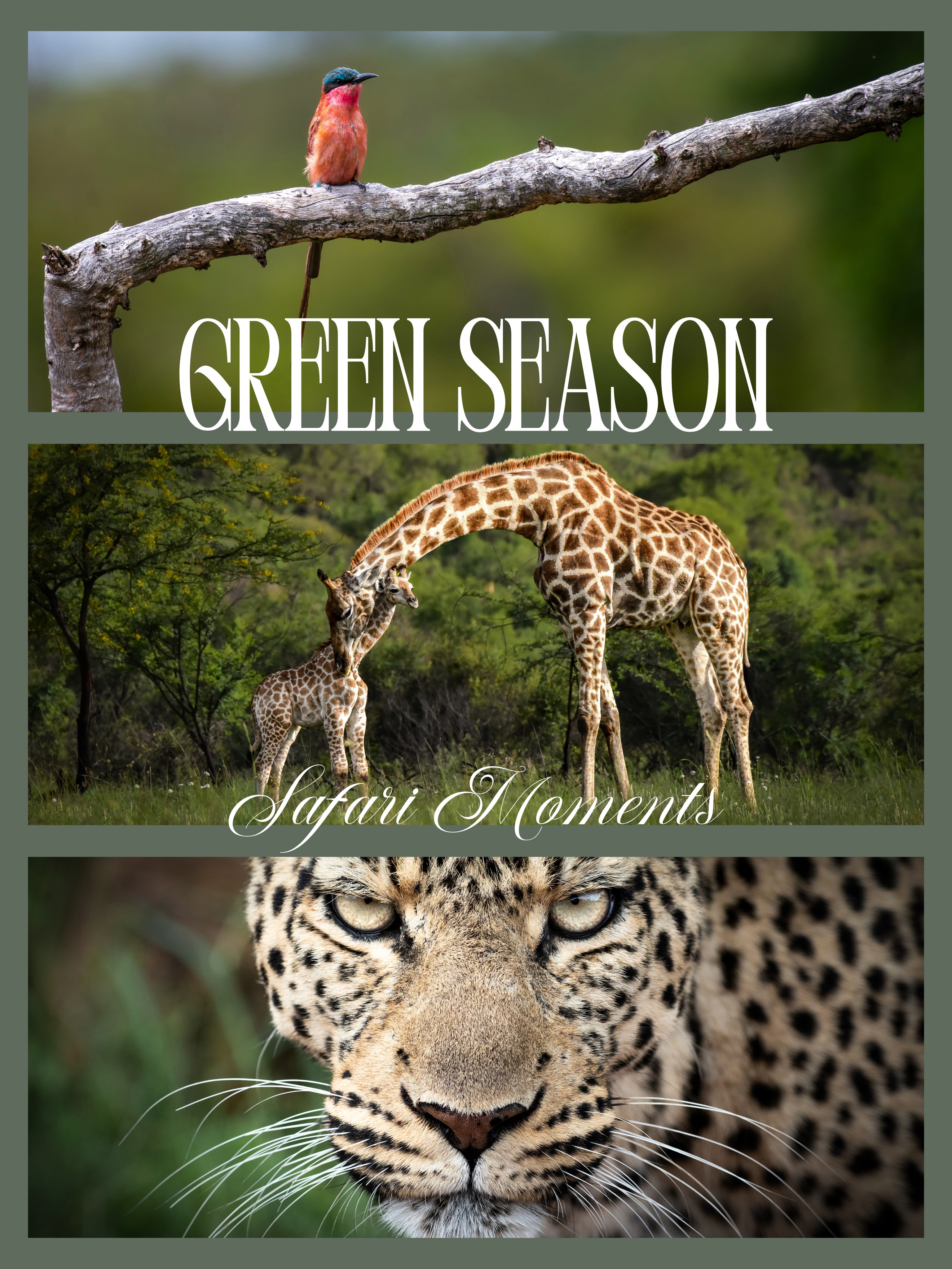 A few favourite moments from behind the lens. 📸
Safari productions are about more than beautiful wildlife and luxury lodges. They’re about the stories, the people, the early mornings, and the unforgettable moments that happen along the way.
Grateful for every opportunity to create in the wild.
#GianniCreativeStudio #SafariContent #WildlifePhotography #SafariLife #ContentCreation