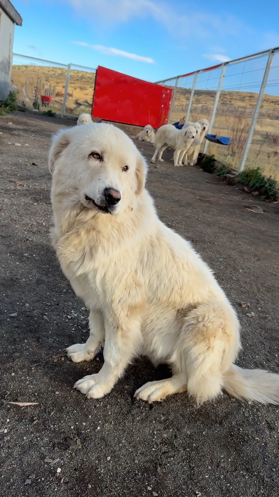 @nomadepet y Mirko 🐾
Detrás de cada perro protector hay un trabajo diario de entrenamiento, dedicación y cuidado. Junto a Mirko, supervisor de nuestros perros protectores, trabajamos para fortalecer la convivencia entre la fauna silvestre y la ganadería en Patagonia, protegiendo al rebaño de manera respetuosa con el ecosistema. 🌿
Gracias a @nomadepet por apoyar esta labor con alimento de calidad, entregando la energía y nutrición que estos perros necesitan para acompañarnos día a día en el territorio.
Porque cuidar a quienes protegen, también es parte de la conservación.
—
Behind every livestock guardian dog there is daily work, training, dedication, and care. Together with Mirko, supervisor of our guardian dogs, we work to strengthen coexistence between wildlife and livestock in Patagonia, protecting the flock while respecting the ecosystem. 🌿
Thanks to @nomadepet for supporting this work with high-quality food, providing the energy and nutrition these dogs need to work alongside us every day in the field.
Because caring for those who protect is also part of conservation.
#fundacioncerroguido #patagoniachile