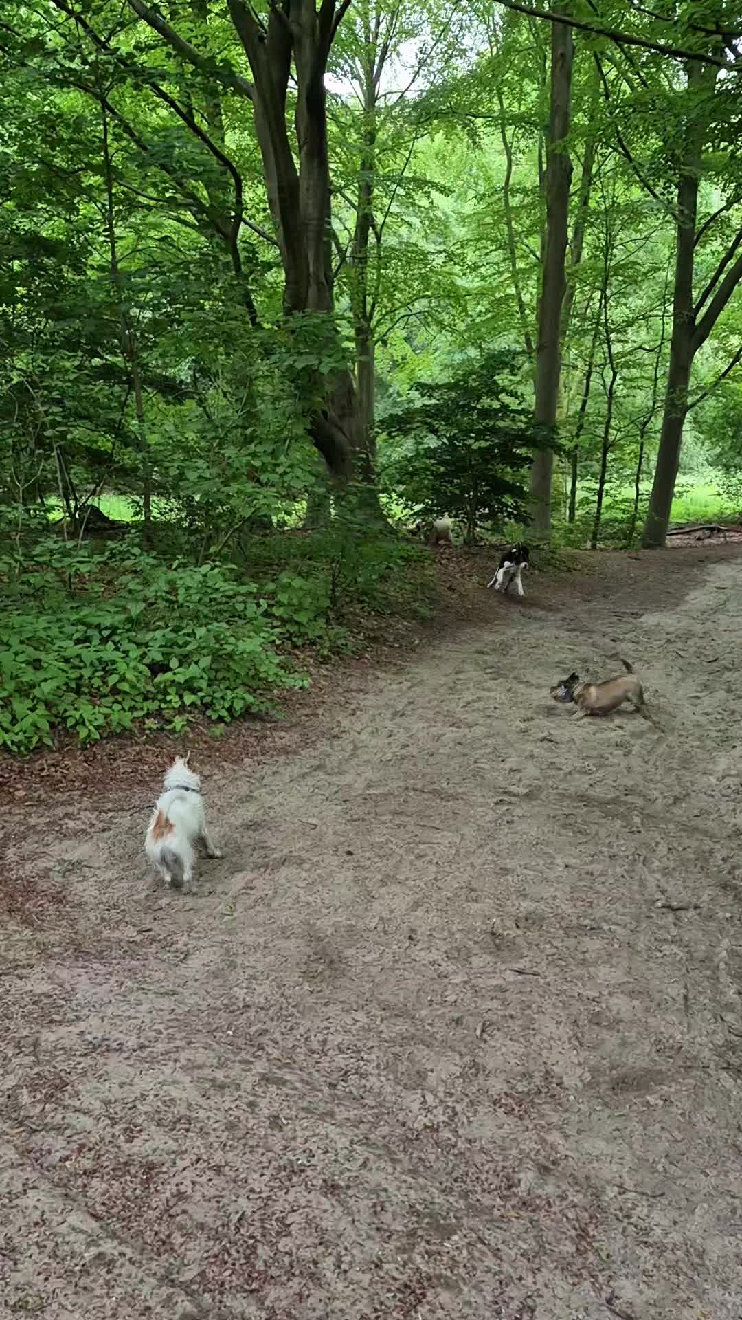 Voordeel van een regenachtige dag ๐งโ๏ธ Het is lekker rustig en je komt bijna niemand tegen ๐ค
๐พ Roxy, Willem, Woezel, Skye, Chester, Benji en Charly