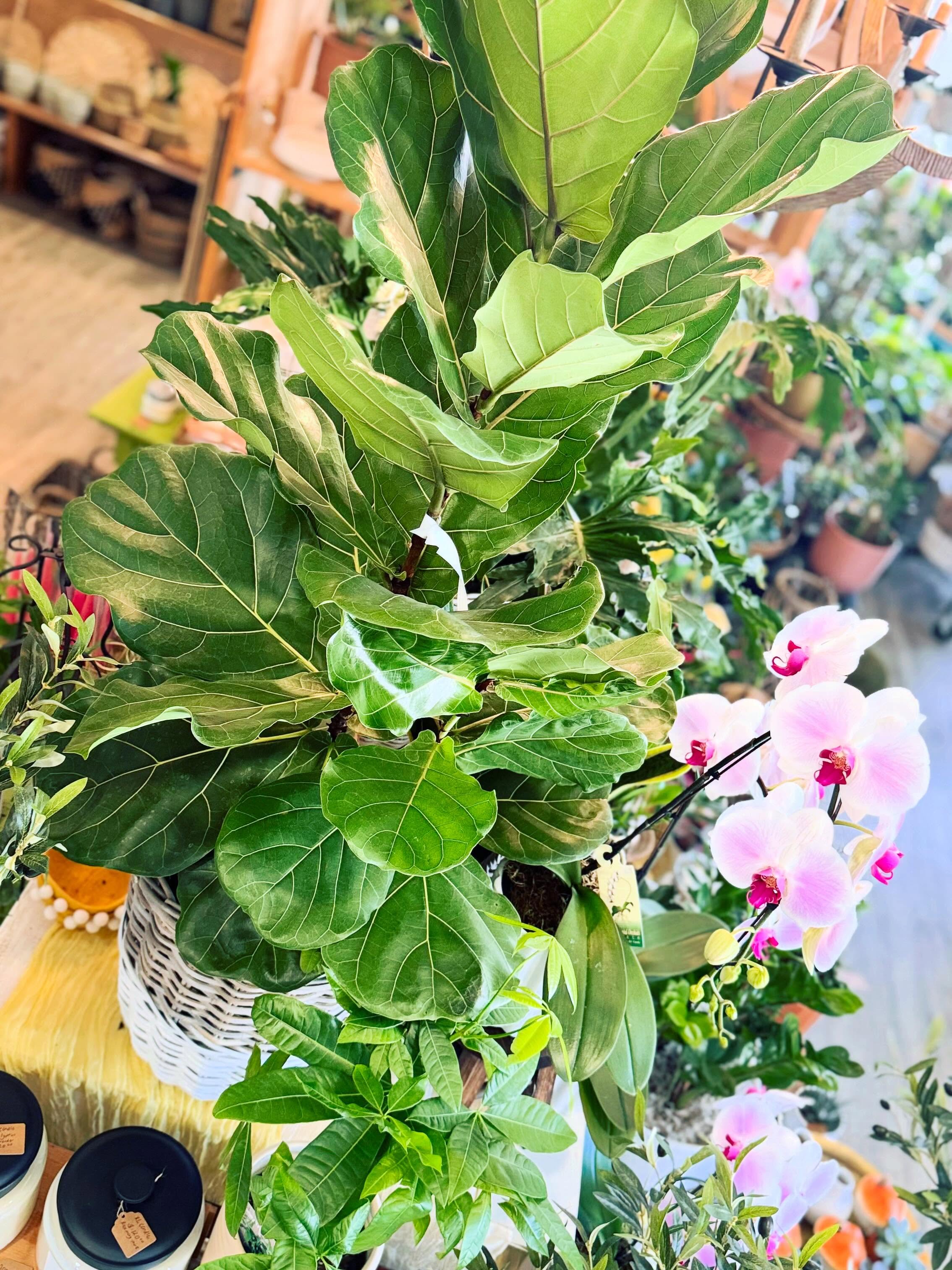 A fresh plant shipment just in 🌿
Huge lush Ficus Fiddle Leaf Bush — absolutely stunning!
Plus Money Tree, Sterling Silver Pothos, Hoya Carnosa Tri Colour, African Violet, Aloe Vera, assorted Calatheas, Peperomia Hope hanging terrariums, and more.
Our wood hearts + wind chimes have been so popular lately — and they’re adorable 🤍
And one extra special beauty… an XL String of Hearts in flower 🌸
We’re open today, Saturday 10–4.
Stop in and enjoy a little weekend browse!
And don’t forget to check out our Local Love Giveaway — running until next Thursday, June 4 ✨