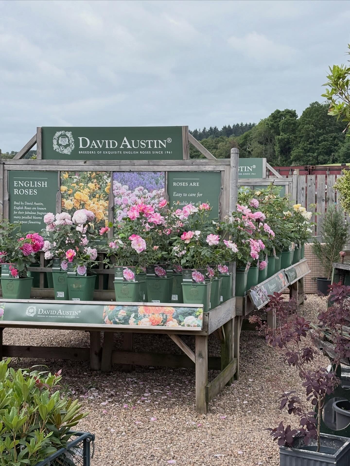 Weโre full to the brim with our beautiful selection of British Grown plants including our @david_austin_roses collection all in in bloom ๐ธ come fill your trolleys weโre open 7 days a week ๐ธ