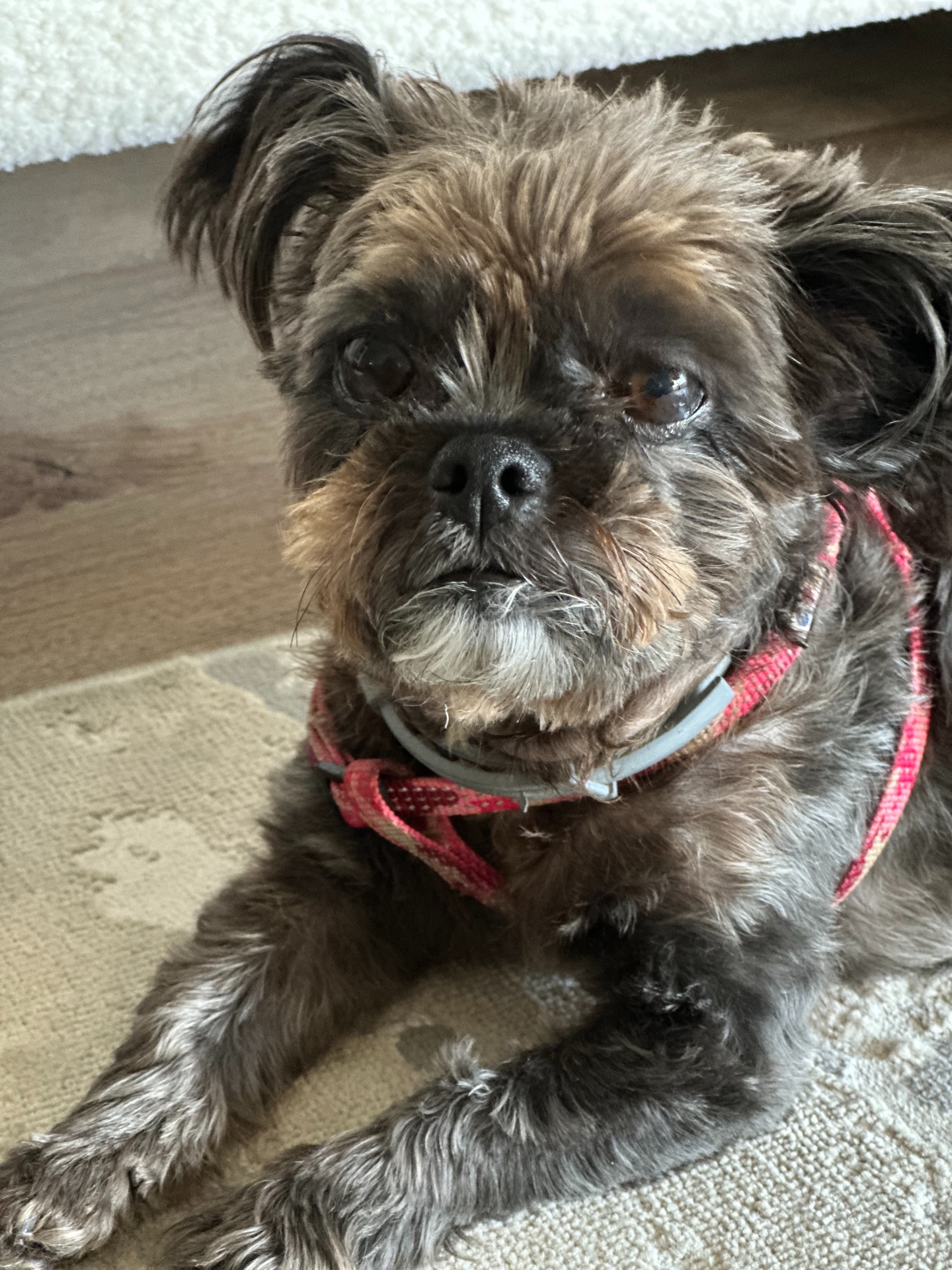 Walking little miss Ruby this week. #shihtzuyorkiemix #petsitterlife #gulfportflpetsitter