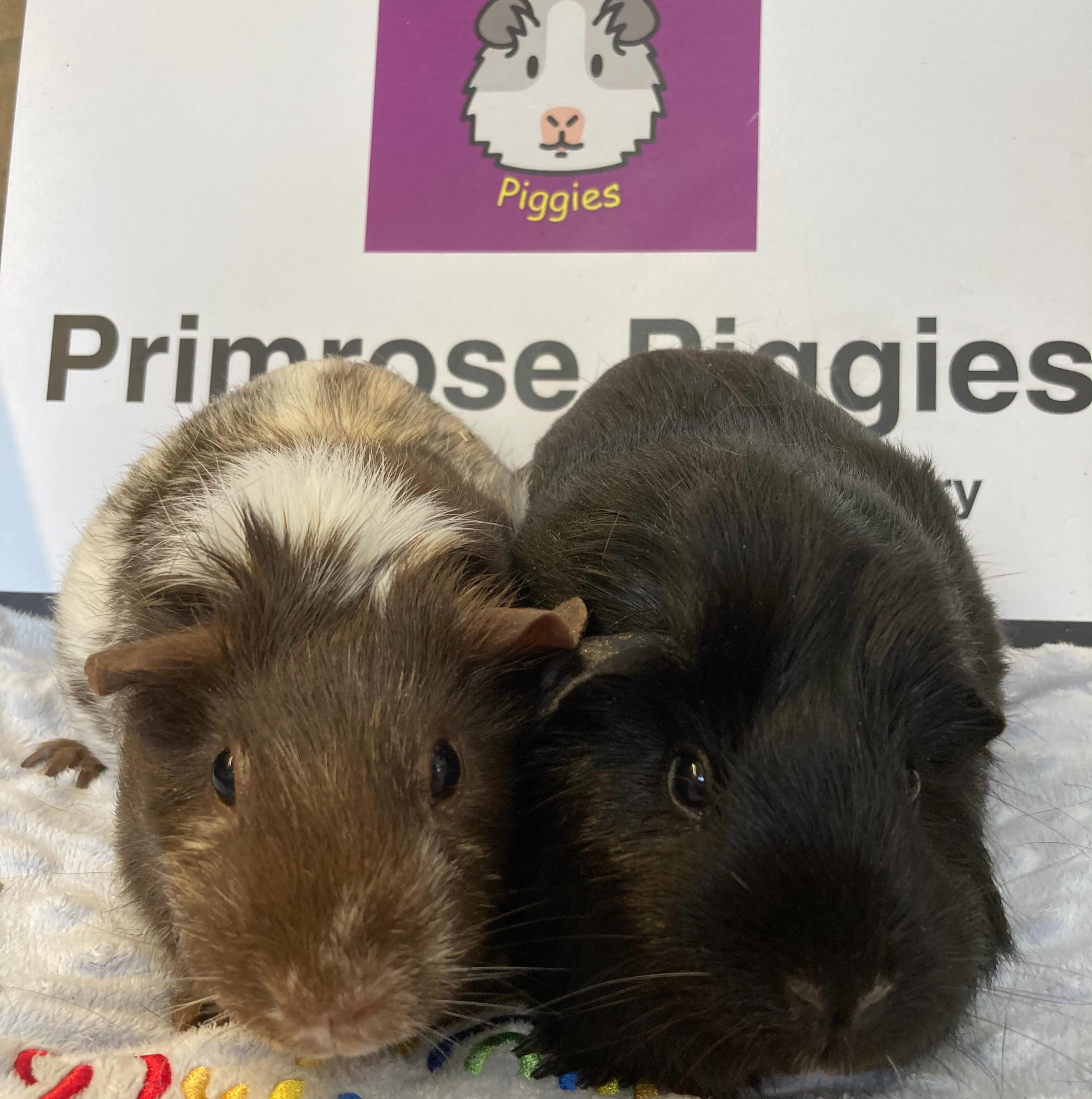 Two gorgeous girls in this afternoon. They were pets at a nursery school. They went home with a kind soul for the holidays then weren’t wanted back. We never recommend piggies as classroom pets as this is not a suitable environment for them. They’ve now come to us via a recommendation 🩷🩷 #notclassroomappropriate #guineapigs #bekind