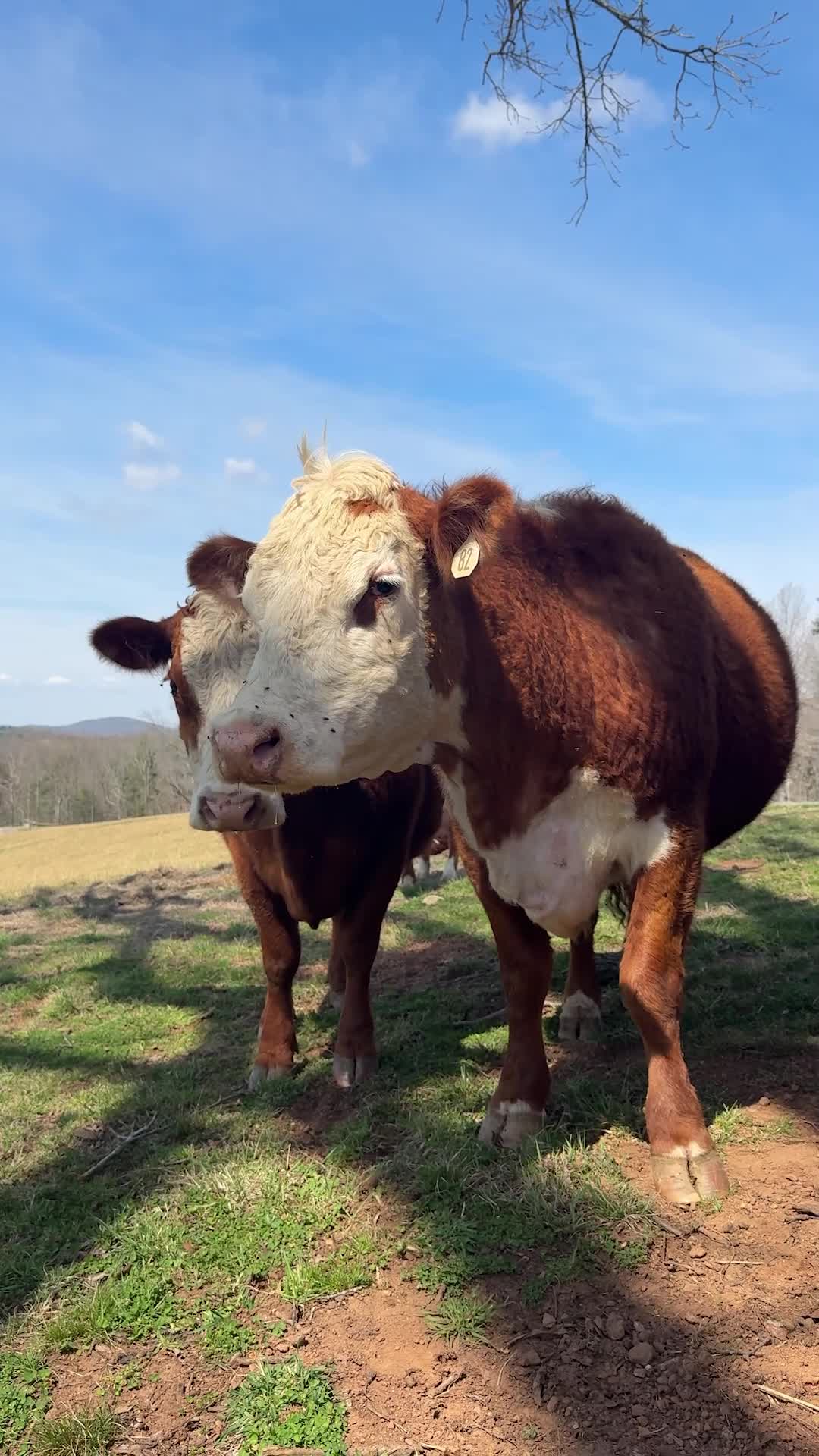Milking the sun and grazing on good vibes!
ㅤ
#animals #farm #farmlife #farmanimals #homestead #cow #cattle