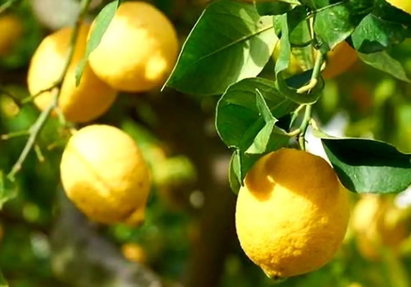 Não interessa o sumo,
se é de limão ou laranja,
a quantidade no copo,
o ácido da toranja.
Não interessa a rima,
se grande, se pequenina...
Engolindo sem bufar,
o melhor é só sonhar!
Nada disso interessa,
importante é inglês ver,
mesmo se depois do brexit
seja só p'ra entreter.
O povo já não percebe,
e bebe tanto, só bebe.
Agora é tudo A.I.,
Mas eu hoje não comi...
Fica tudo muito mudo,
rendido ao absurdo:
tanto louco a governar
o nosso amado mundo.
Vence quem lambe o fel,
faz vénias e corações.
E os outros saem daqui,
estão fartos desses limões...
30.05.2026 ©️ Marta Roml
#amanhãégreve #grevegeral #consciênciahumana #rimas #martaroml