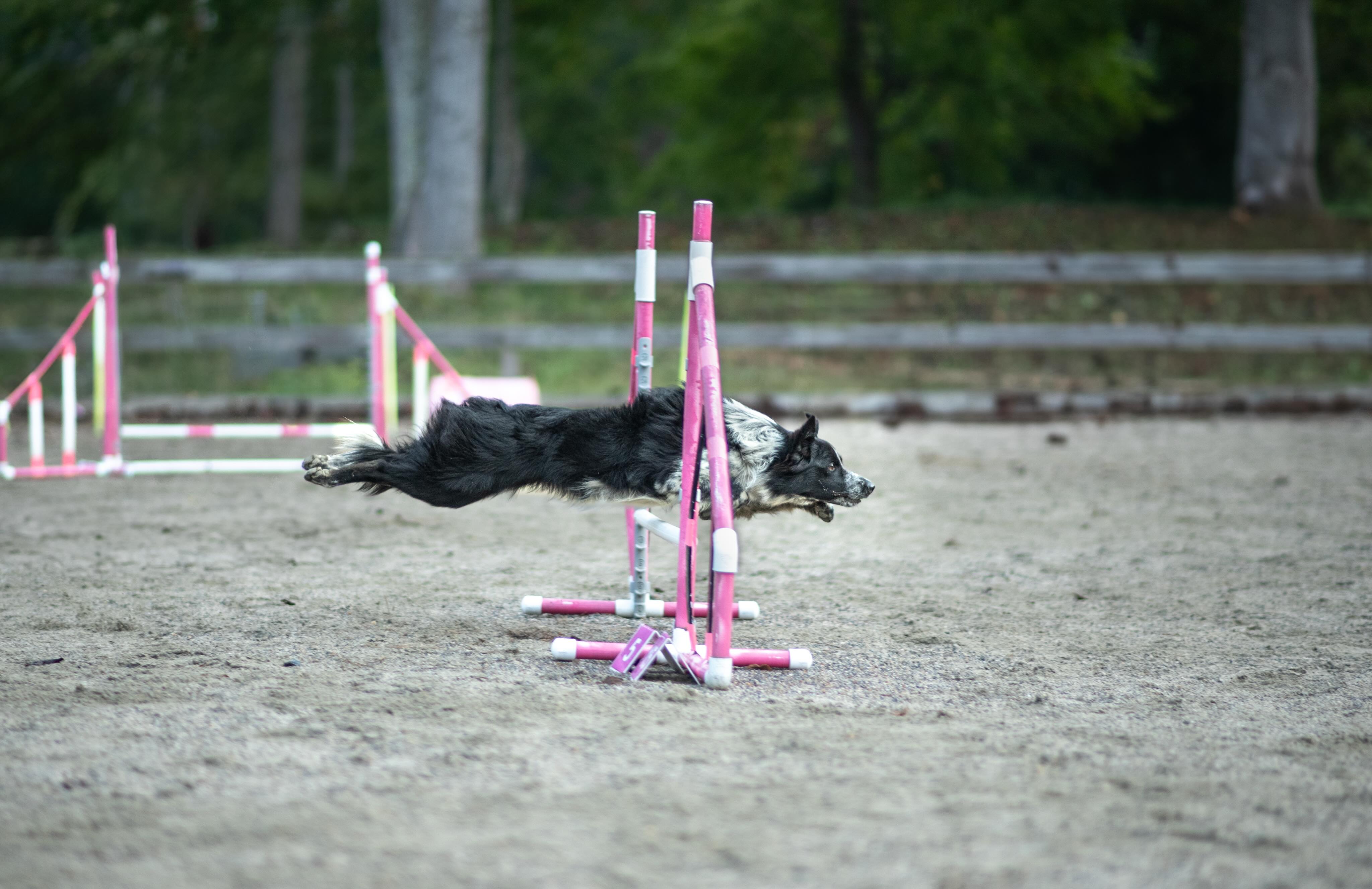 NEW CLASSES!
Intro to Agility (new students)
Tuesdays 6-7pm - June 9th, 16th, 23rd, and 31st (4wk session)
Novice Agility (current students)
Mondays 7:30-8:30am (tentatively) - June 8th, 15th, 22nd, and 29th (drop in style, contact me to register for this one)
Tuesdays 7-8pm - June 9th, 16th, 23rd, and 31st (drop in style)
Advanced Agility (current students)
Fridays 7:30-8:30am - June 5th, 12th, 19th, and 26th
Registration links in bio