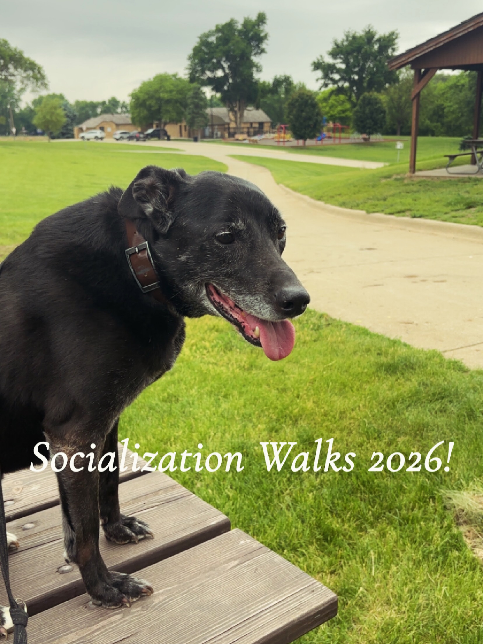 ✨Every Saturday 8:30-9:15am✨
Visit KarssenK9s.com for more info!
#dogs #karssenk9s #dogtraining #dogtrainer #socialization