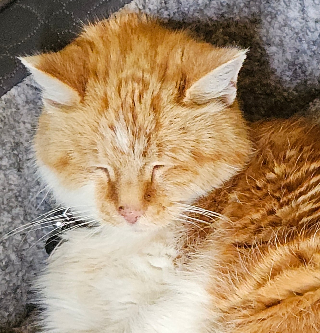 🧡 Quick answer to a common question… can you groom a matted cat? 🧡
Yes, matted cats can be groomed, but it depends on how severe the matting is and how well the cat can cope.
Matting isn’t just a cosmetic issue. Tight mats can pull on the skin, restrict movement, trap dirt and moisture underneath, and become very uncomfortable or even painful for cats.
One thing many owners don’t realise is that bathing a matted cat before the mats are removed can actually make the matting tighter and worse.
In some situations, gentle clipping may be needed to safely remove the mats without causing unnecessary discomfort. The priority should always be the cat’s welfare and keeping stress as low as possible throughout the process.
The good news is that regular grooming and coat maintenance can often help prevent severe matting from happening in the first place especially in long-haired cats, older cats, or cats that struggle to groom themselves properly.
➡️ No judgement here either matting happens more easily than people think.
If you’ve got questions about your cat’s coat or grooming needs, feel free to message me.
Love,
Melanie @ Vanity Fur VIP
#vanityfurvip #CatGrooming #CatGroomer #MattedCats #ProfessionalCatGroomer