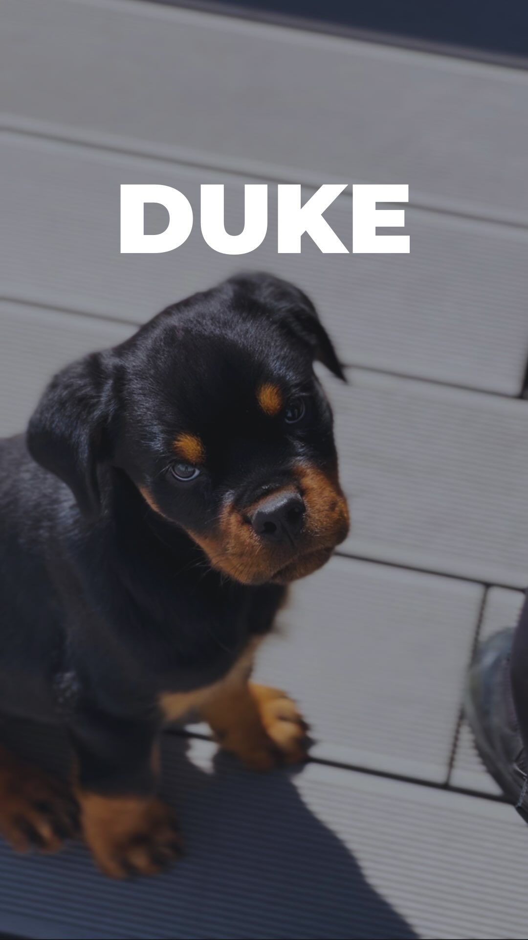 ¿En qué momento crecen tan rápido?🥺
Parece que fue ayer cuando Duke llegó a su primera sesión siendo un bebé de 2 meses... iy mírenlo ahora en que se ha convertido!😍
Precisamente por lo rápido que pasa el tiempo, nuestra parte favorita de este trabajo es acompañaros en todo ese proceso. Porque sabemos que cada etapa tiene sus propios retos:
• El cachorro🧸: más allá de pipis y mordiscos, nos centramos en crear un vínculo sano, habituarlo al entorno y desensibilizarlo para lograr una base de equilibrio.
• La adolescencia🌪️: cuando parece que se les "olvida" todo lo aprendido y miden sus fuerzas.
• El adulto🐕: consolidando un perro equilibrado, seguro de sí mismo y feliz.
Nos encanta guiaros y resolver vuestras dudas en cada fase para que os centréis en lo verdaderamente importante: disfrutar de verlos crecer con total tranquilidad.💛
📩 Estás en alguna de estas etapas y necesitas ayuda con la educación de tu compañero? Escríbenos un mensaje directo y cuéntanos tu caso.
#dogtraining #educacioncanina #rottweiler #rottiesofinstagram #perrosfelices
