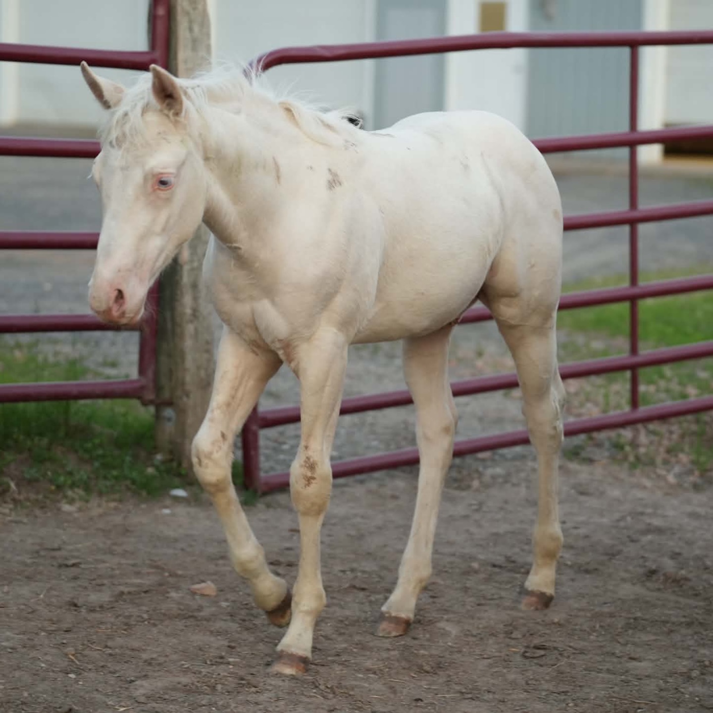 โจ ๐๐๐๐๐๐๐ ๐๐๐๐๐๐๐๐๐ โจ
If you are looking for a true stallion prospectโฆ here he is.
A 2026 Cremello Colt by the legendary ๐๐๐๐๐๐๐ ๐๐๐๐๐ - NRHA, NRCHA, and NRHA Hall of Fame Sire. Out of none other than Whiz Me Silver, an NRHA Open Futurity Finalist producer and daughter of Topsail Whiz, from the powerhouse mare line of Julep Jac by Hollywood Jac 86.
๐๐๐๐ข๐ ๐ซ๐๐ ๐๐ซ๐ข๐ฉ๐ฉ๐ข๐ง๐ ๐ข๐ง ๐ฉ๐ซ๐จ๐ฏ๐๐ง ๐ฉ๐๐ซ๐๐จ๐ซ๐ฆ๐๐ซ๐ฌ ๐๐ง๐ ๐ฉ๐ซ๐จ๐๐ฎ๐๐๐ซ๐ฌ!
This colt is built to go any direction you point him... reining, cow horse, rope horse, ranch versatility, and when his show career is complete, he brings the added bonus of producing 100% color.
โ Eligible: NRHA, NRBC, NARS, 100X, Royal Crown, Gold Buckle
โ 7 Panel Negative via parentage
โ Cremello color guarantee for future breeding program
โ Color Tested: Aa, ee, Cr/Cr, nd2/nd2
๐๐ก๐ข๐ฌ ๐ข๐ฌ ๐ญ๐ก๐ ๐ค๐ข๐ง๐ ๐ญ๐ก๐๐ญ ๐๐ฅ๐๐ฏ๐๐ญ๐๐ฌ ๐ฒ๐จ๐ฎ๐ซ ๐ฉ๐ซ๐จ๐ ๐ซ๐๐ฆ ๐ญ๐จ ๐ญ๐ก๐ ๐ง๐๐ฑ๐ญ ๐ฅ๐๐ฏ๐๐ฅ ๐๐จ ๐ง๐จ๐ญ ๐ฆ๐ข๐ฌ๐ฌ ๐ก๐ข๐ฆ.
๐ Located in Minnesota
โก๏ธ Contact for ๐ค Priority incentive considerations for proven programs reining, ranch, roping, or Cowhorse
โ๏ธ Affordable shipping available to Oklahoma and Texas
๐๐ก๐ ๐๐จ๐ฆ๐ฉ๐ฅ๐๐ญ๐ ๐ฎ๐ง๐ข๐๐จ๐ซ๐ง ๐ฉ๐๐๐ค๐๐ ๐.
๐ ๐๐๐ฅ๐ฅ ๐จ๐ซ ๐ญ๐๐ฑ๐ญ ๐๐๐๐: 979.820.3880
#horsesofinstagram #nrha #nrcha #cowhorse #aqha